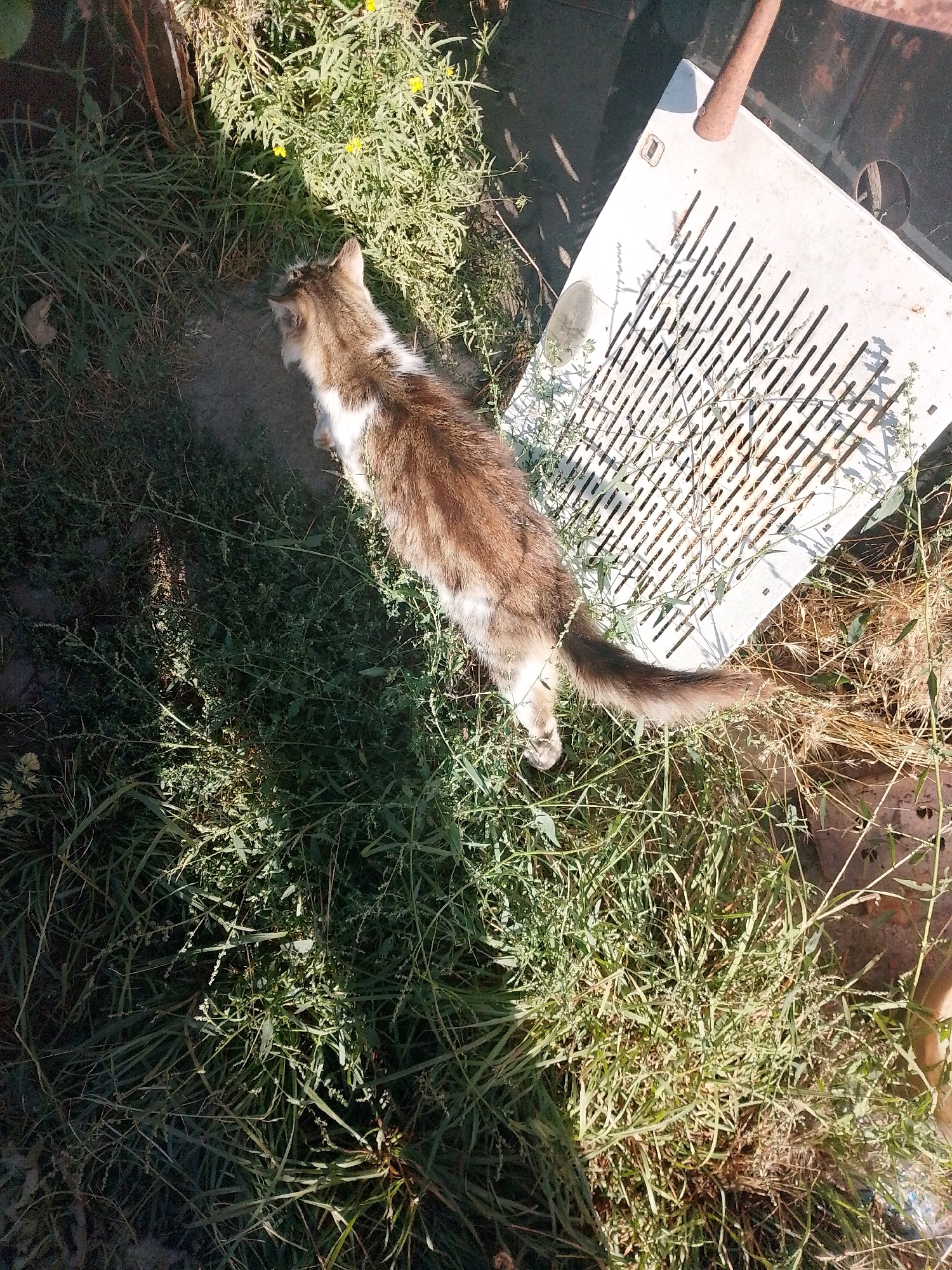 A long-haired tabby cat with brown and white fur is standing on overgrown grass next to a white plastic object with a grid pattern. The scene appears to be outdoors, possibly in a yard or undeveloped area within the city of Myrhorod, Ukraine, as indicated by the presence of wild vegetation and a weathered, discarded plastic object. Sunlight casts shadows on the ground, suggesting it is daytime. The cat is looking towards the left side of the frame, with its tail extended and its body positioned slightly away from the viewer. The environment is characterized by dense green grass, some dry vegetation, and shadows from surrounding elements.