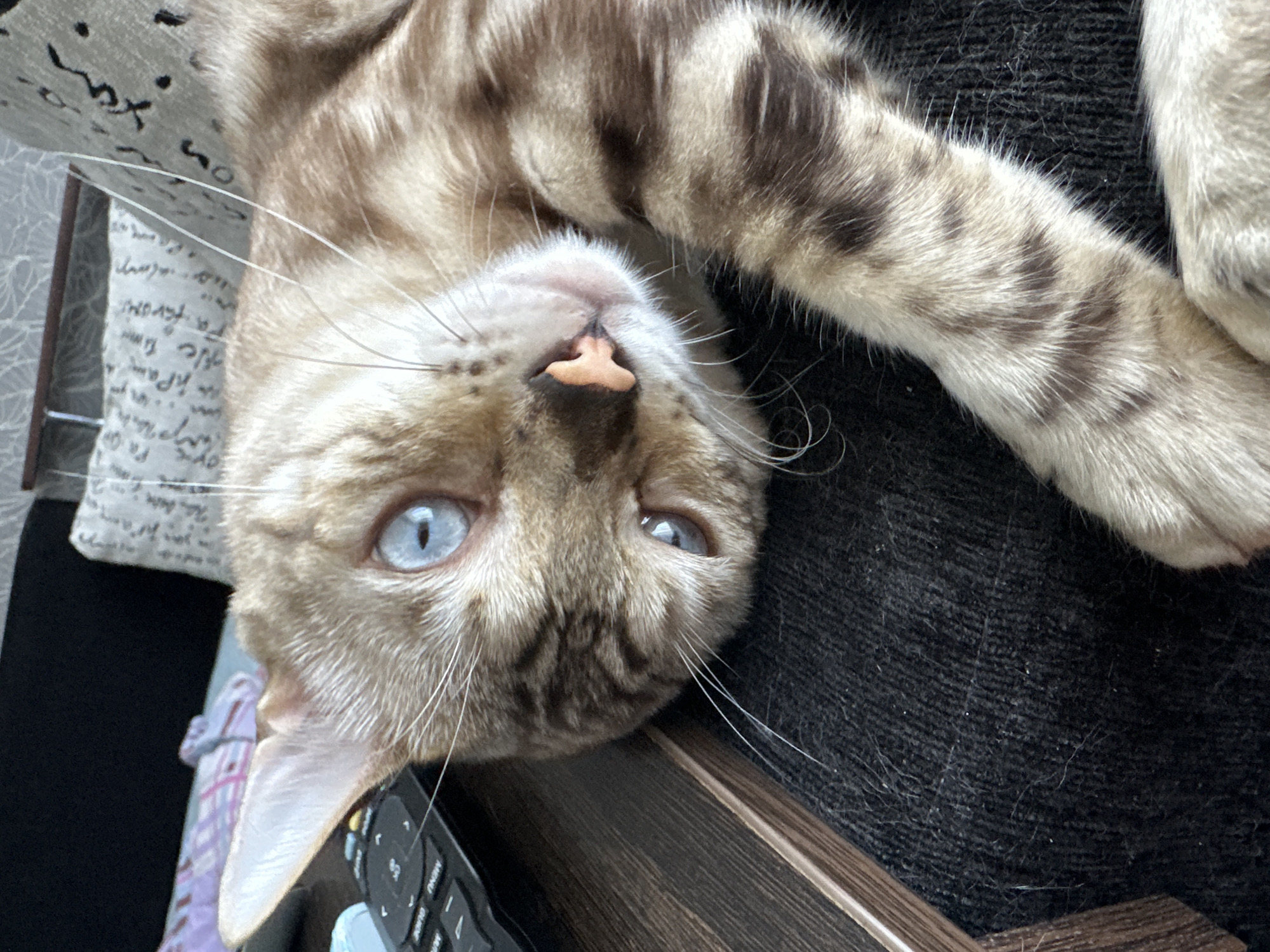 A close-up, high-angle, medium shot captures a domestic cat with light brown tabby fur and striking blue eyes, resting on a dark, textured surface. The cat's head is tilted, with its face partially obscured by its body. To the left of the frame, a dark remote control with buttons is visible on a wooden surface. In the background, a patterned pillow with faded text is slightly out of focus. The overall scene suggests a relaxed, indoor setting, likely a home environment. There are no people or specific landmarks indicating the location in Gornyi Erik, Russia.