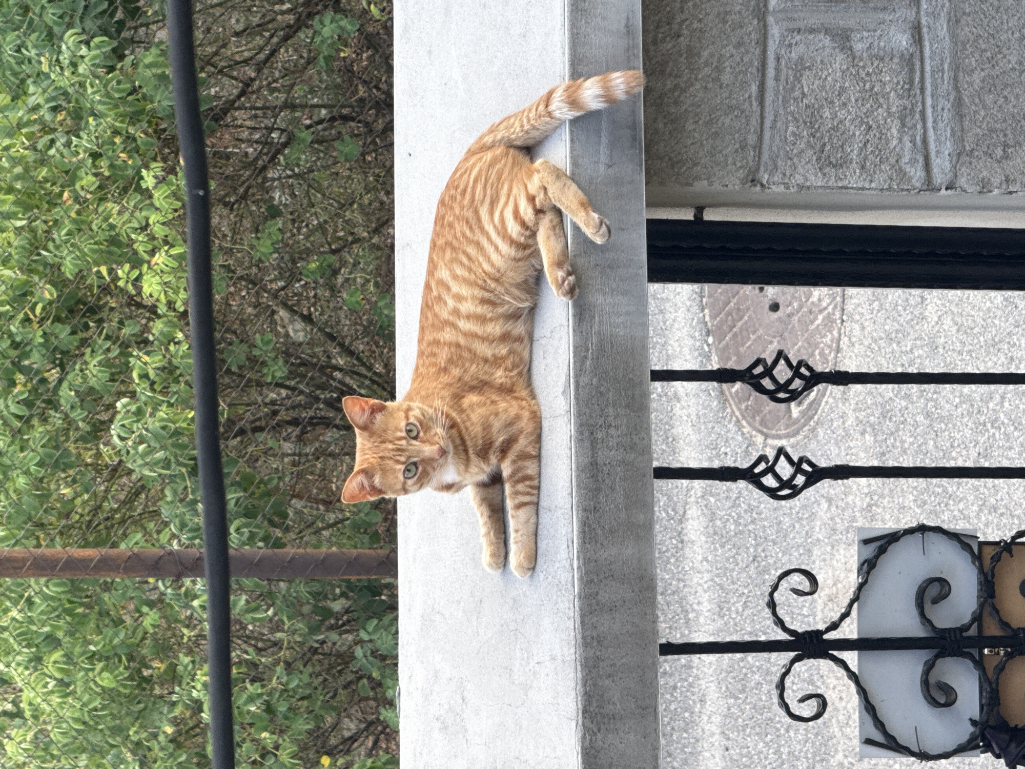 An orange tabby cat with green eyes lies on a concrete ledge outdoors. The cat is facing the viewer, with its front paws extended. Behind the cat is a fence with green foliage visible through it. In the foreground, there is a black metal gate with decorative scrollwork. The scene appears to be in a residential area in Strelcha, Bulgaria, possibly a yard or garden.