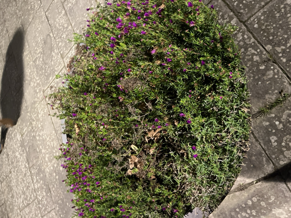 This overhead image captures an oval-shaped plant bed or large planter set into a paved surface, likely a sidewalk or outdoor path in Fiesole, Italy. The planter is densely filled with lush green foliage and numerous small, vibrant purple flowers, though some areas of the plant bed show signs of drier or browning vegetation.
The ground surrounding the planter is paved with light-colored, textured stones. A prominent, long, dark shadow of a person or an object stretches diagonally across the pavement to the left of the planter, suggesting artificial light is illuminating the scene. The lighting and the distinct shadow indicate the photograph was taken during the evening or night.
No specific activity is taking place, and no people are visible, only the shadow. The image presents a quiet, natural scene focusing on the plant life in an urban or garden setting. There is no visible text in the image.