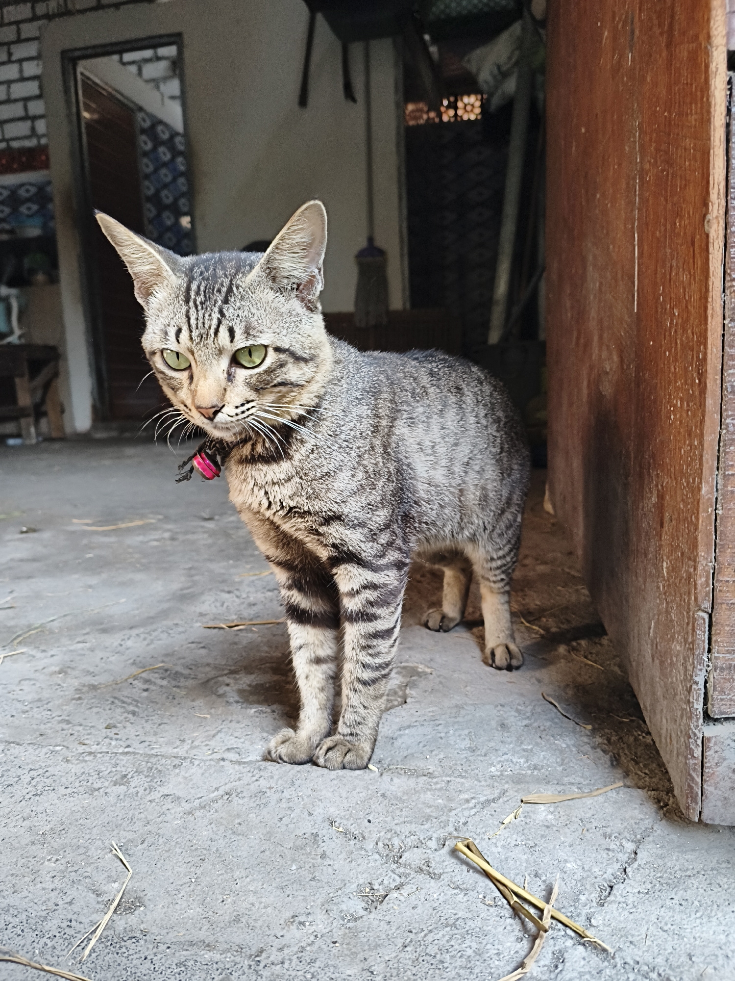 A tabby cat with green eyes and a pink collar stands on a concrete floor. Dried grass is scattered on the ground. Behind the cat, a wooden doorframe is visible, and in the background, there is a doorway leading into a building with brick walls and patterned fabric. The scene appears to be outdoors, possibly in a residential or rural area. The cat is looking to its left. The image was captured in Rengel, Indonesia.