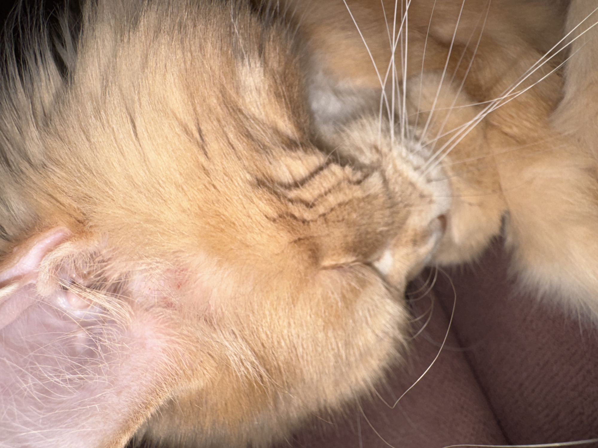 A close-up, horizontal shot captures the side of an orange cat's face. The cat's fur is a soft, ginger hue, with some darker stripes visible on its cheek. Its whiskers are long and white, fanning out from its muzzle. The cat's ear is visible at the top left of the frame, with pink skin and fine hairs. The background is a blurry, dark pinkish-brown surface, possibly a piece of furniture. The lighting casts shadows that highlight the texture of the cat's fur. No specific location in Gölbaşı, Turkey is identifiable from the image.
