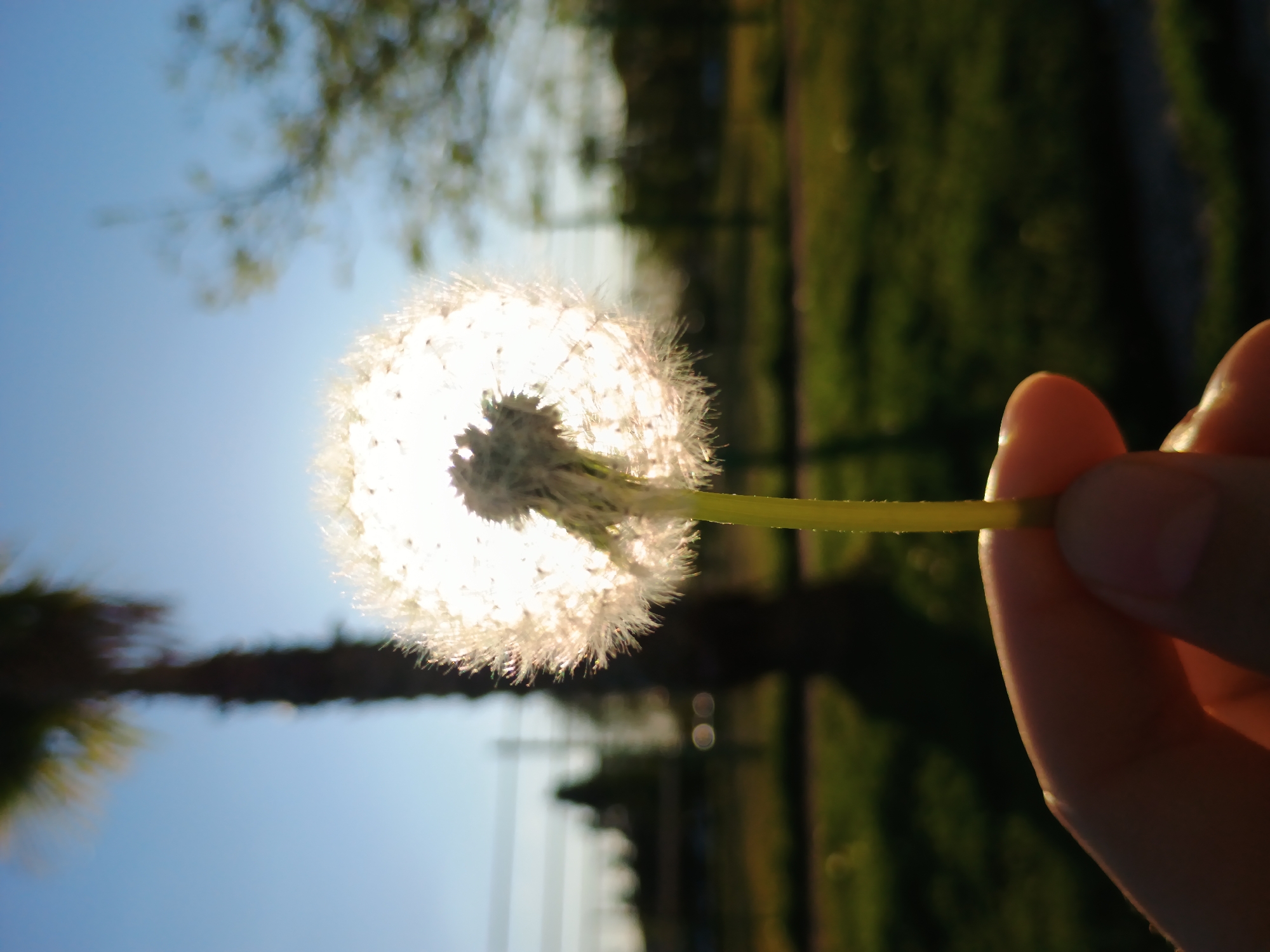 The photograph, taken in Plovdiv, Bulgaria, presents a close-up view of a person's hand holding a dandelion seed head. The dandelion is centrally positioned, directly in front of the sun, which creates a powerful backlighting effect. A radiant, almost ethereal halo of white light glows from behind the dandelion's spherical, fluffy seed head, highlighting its delicate, feathery pappus against the bright backdrop.
The hand, with fingers gently curved around the dandelion's green stem, is illuminated by the warm, golden light of the sun, casting a soft, golden glow on the skin. The background is intentionally blurred, with a shallow depth of field. The upper left and middle portions of the background show a clear, bright blue sky. The right side and lower portions reveal out-of-focus green foliage, suggesting trees and grass, indicative of an outdoor, natural setting such as a park or field. A prominent, dark, blurred vertical shape on the far left likely represents a tree trunk. The quality of light, with its warm tones and strong backlighting, strongly suggests the image was captured during the golden hour, either shortly after sunrise or before sunset. No visible text is present in the image.