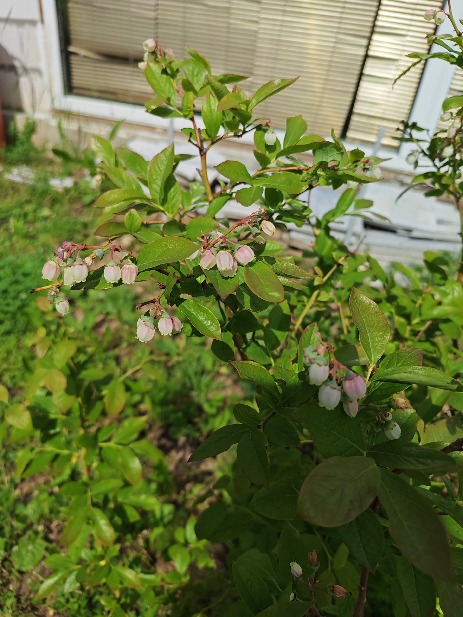 The image features a close-up of a blueberry bush in bloom, captured outdoors during what appears to be a bright, sunny day. The primary subject is the plant, which has numerous small, bell-shaped flowers, predominantly white with delicate pink hues, clustered along its branches. Some flowers exhibit early stages of fruit development, appearing as tiny green or reddish-green berries. The leaves of the bush are vibrant green, some with slightly reddish edges.
In the background, out of focus, is part of a light-colored building, likely a house or shed, featuring a window with horizontal blinds. Below and around the bush, other green vegetation and grass are visible, suggesting a garden or yard setting. No people or animals are present. The lighting indicates it is daytime, with clear weather conditions. There is no visible text in the image. The scene conveys a sense of natural growth and the promise of upcoming harvest, set in what is identified as Rybolovo, Russia.