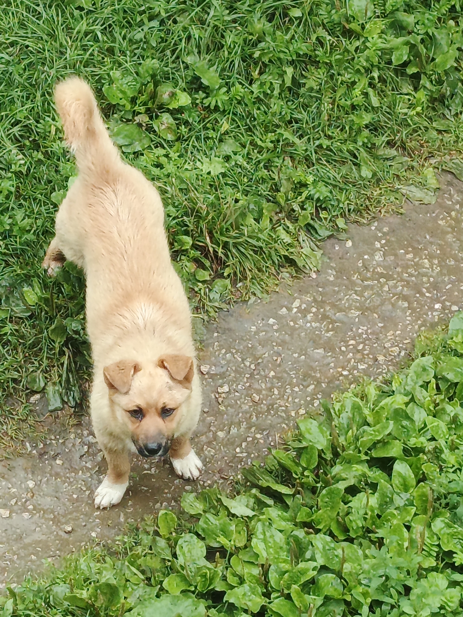 A light-colored puppy stands on a wet path surrounded by lush green grass and foliage. The puppy is facing upwards towards the camera, with its tail slightly raised. The path appears to be made of gravel and is wet from rain, with puddles and reflective surfaces visible. The surrounding vegetation is dense and appears to be a mix of grass and leafy plants. The scene is outdoors, likely in a natural or semi-natural environment, such as a yard or park. The image appears to have been taken from a slightly elevated angle. No people are present in the image. The setting is consistent with an outdoor area in Medvedyovka, Russia, given the prevalence of natural vegetation and unpaved paths in such locations.