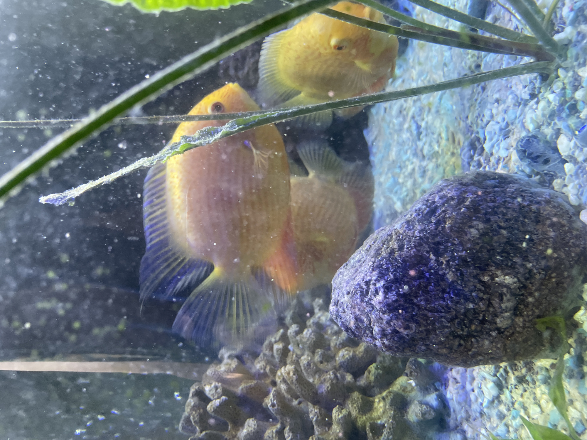The image shows an aquarium with three orange-gold fish. Two of the fish are in focus, positioned towards the right side of the frame, while a third fish is partially visible in the background. The aquarium contains gravelly substrate, a dark-colored rock with purple hues in the foreground, and some plant life. The water is slightly murky with small particles floating within it. The background appears to be the blurred interior of a room. There is no indication of the city of Sochi, Russia, within the image.
