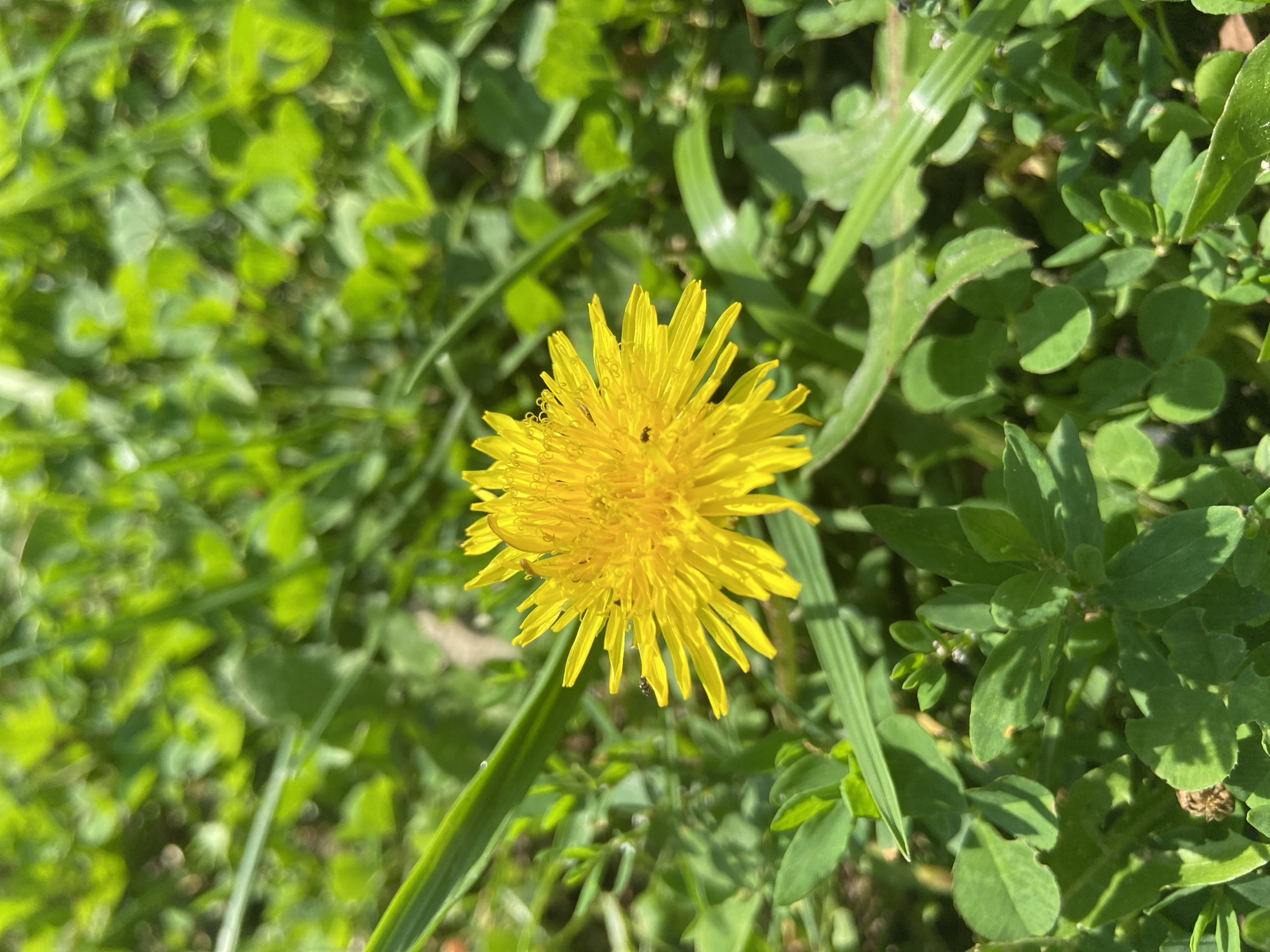 A close-up shot of a single yellow dandelion flower is centered in the frame, its petals radiating outwards. The flower is surrounded by lush green grass and clover, with some blades of grass and leaves in sharper focus than others. A small black insect is visible on one of the dandelion petals. The lighting suggests a sunny day. The scene is not identifiable as being in Balashikha, Russia, or any other specific location.