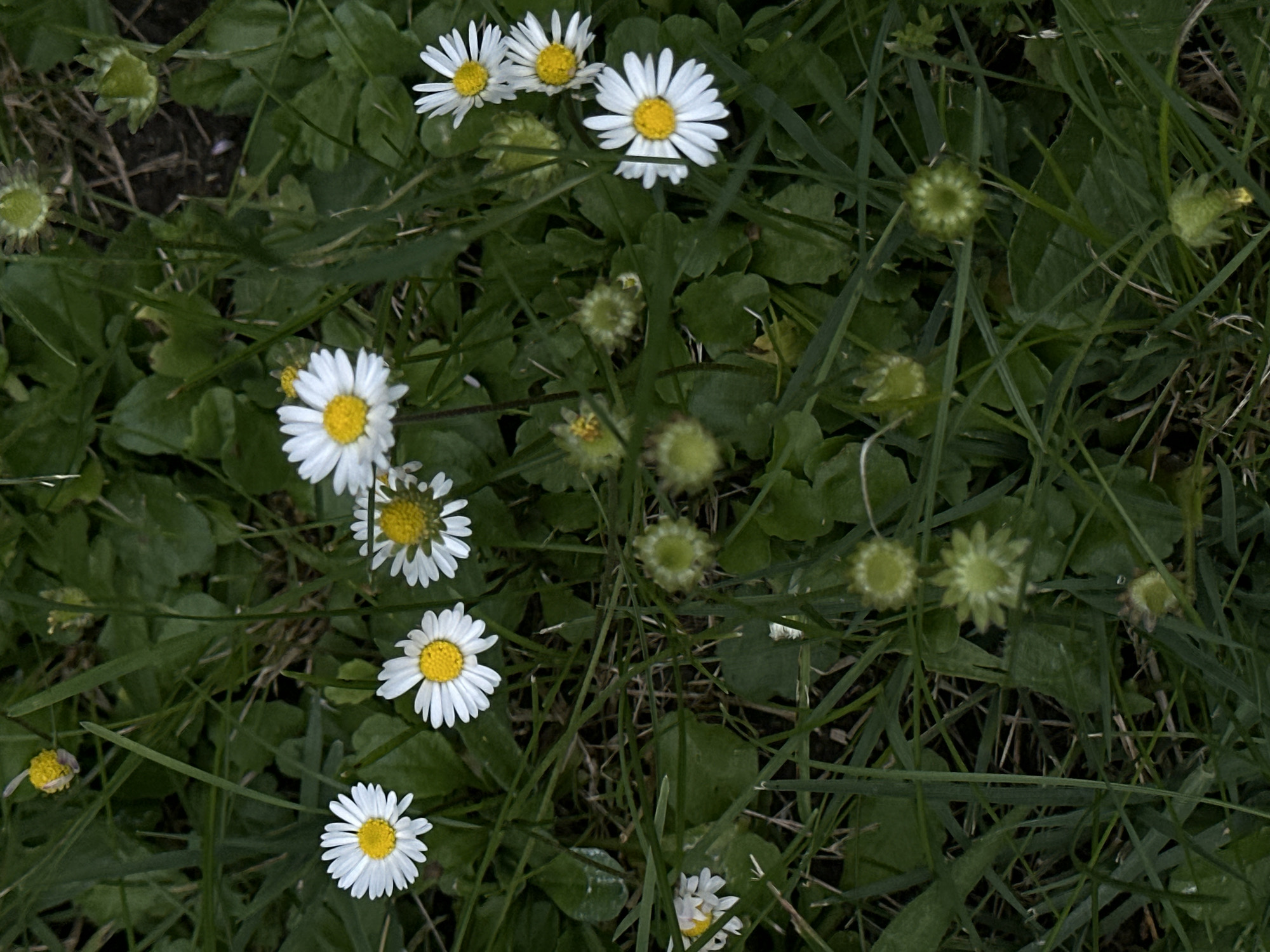 A cluster of small white daisies with yellow centers are scattered amongst lush green grass. Some daisies are in full bloom, while others are in bud or partially bloomed. The background consists of more foliage and hints of brown earth. The image appears to be taken from a top-down perspective, focusing on the flora. The location is an unspecified area in Sofia, Bulgaria.