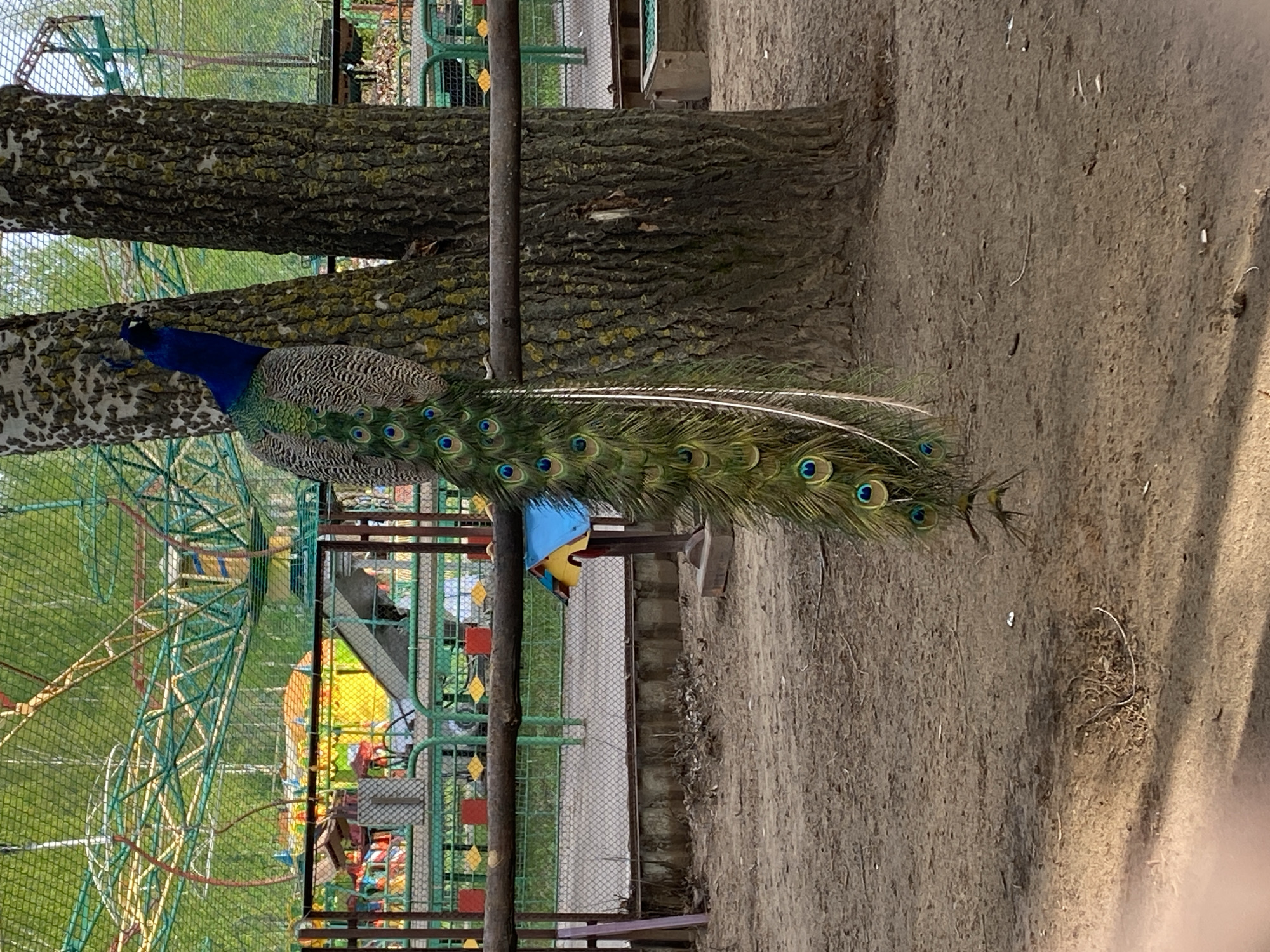 The image shows a peacock perched on a tree branch in what appears to be a park. The peacock has vibrant blue and green plumage with iridescent tail feathers. The tree is thick, with textured bark. In the background, a green amusement park ride is visible. The ground is dirt. The location is in the city of Chaikovsky, Russia.
