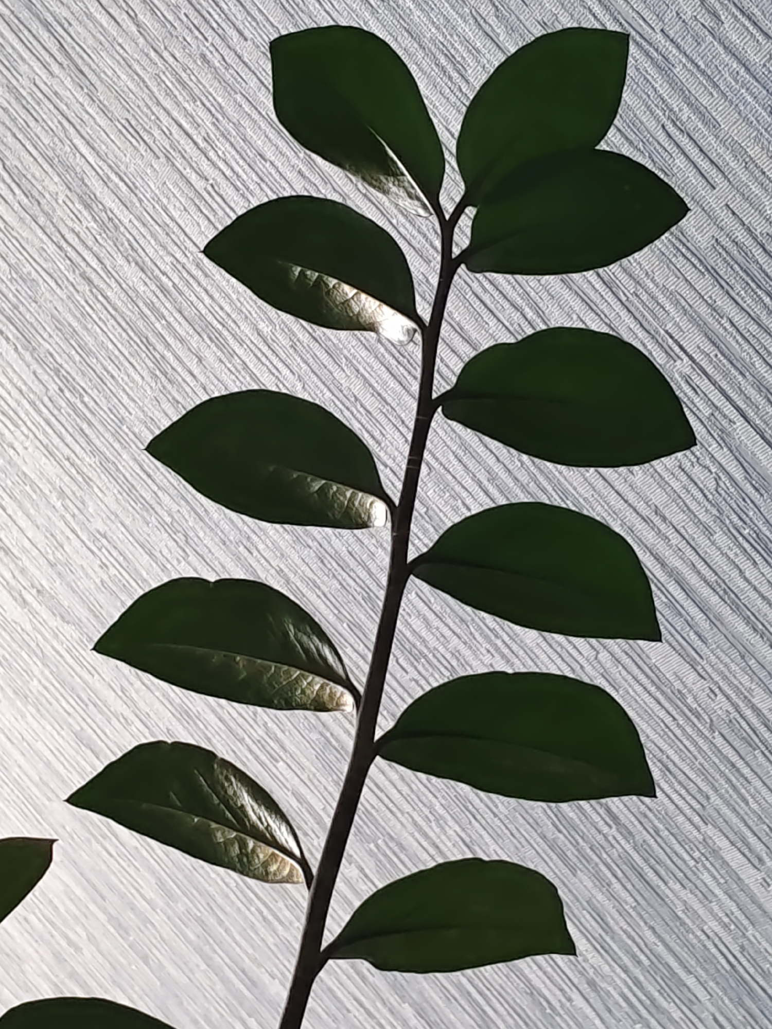 The image shows a close-up of a dark green plant stem with several oval-shaped leaves against a textured, light-colored background. The background has a pattern of diagonal lines, creating a textured effect. Sunlight or artificial light is illuminating the leaves from behind, highlighting some of their veins and giving them a slight sheen. The plant appears to be indoors, with the background possibly being a textured wall or fabric. There is no indication of the city of Rostov-on-Don, Russia, or any specific location. The image is a still shot with no action or interaction depicted.