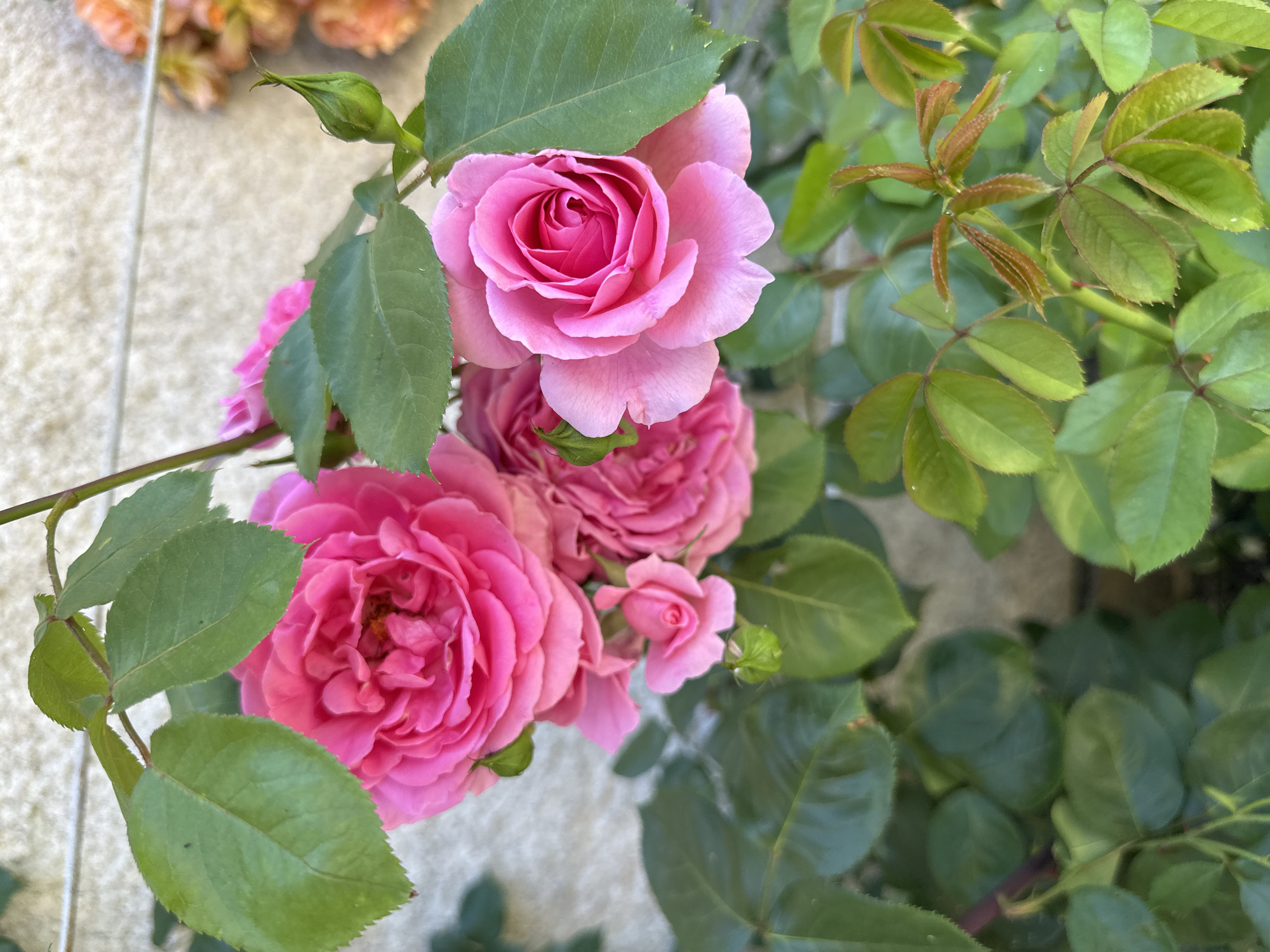 The image shows a close-up of pink roses in bloom, surrounded by green foliage. The roses are various sizes and stages of bloom, from buds to fully open flowers. The leaves are a deep green and appear healthy. The background is a textured, off-white or light gray surface, possibly a wall or building. The location of Lehchevo, Bulgaria is not evident from the image. There are no people visible, and the only actions are the natural processes of plant growth and blooming.