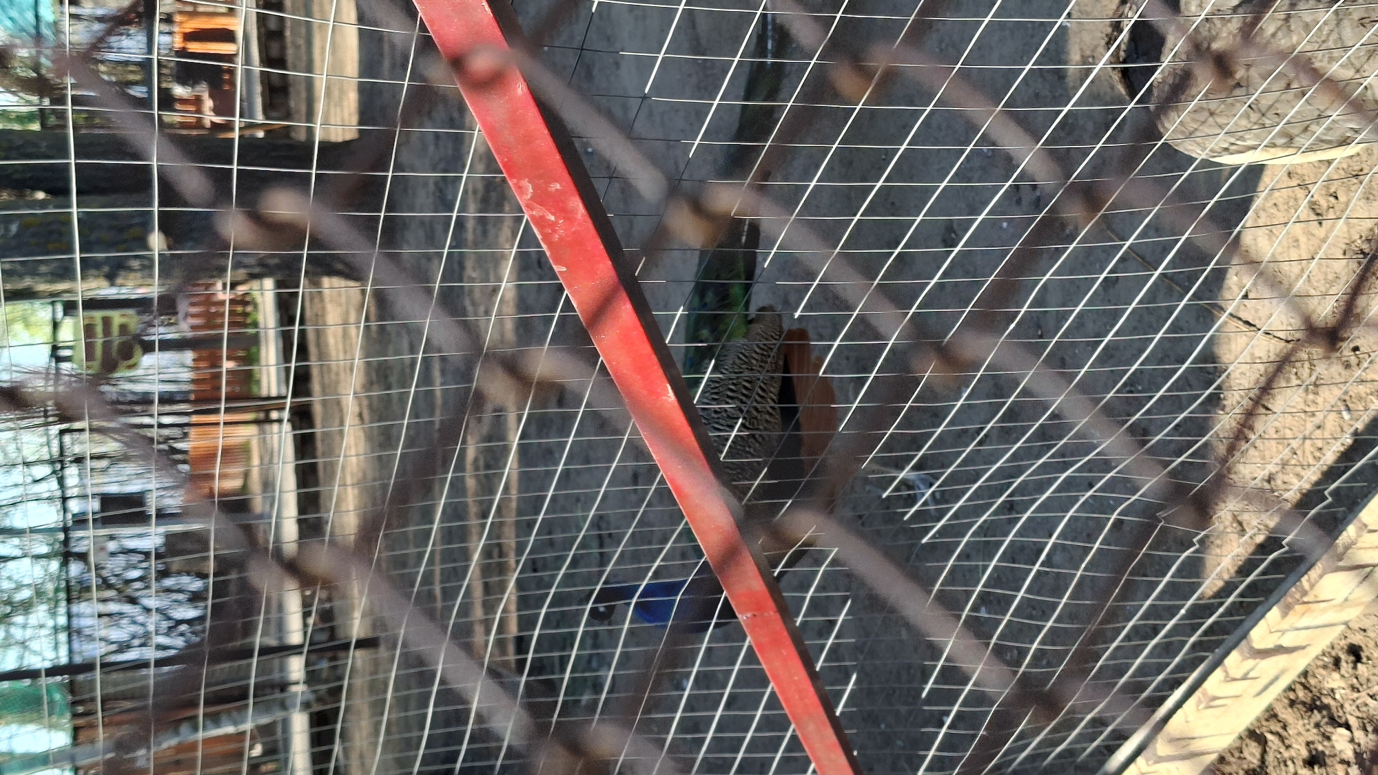 The image shows a peacock behind a wire fence, partially obscured by a red support beam. The background reveals structures and foliage, indicative of a park or zoological garden setting. The image was taken in Chaikovsky, Russia.