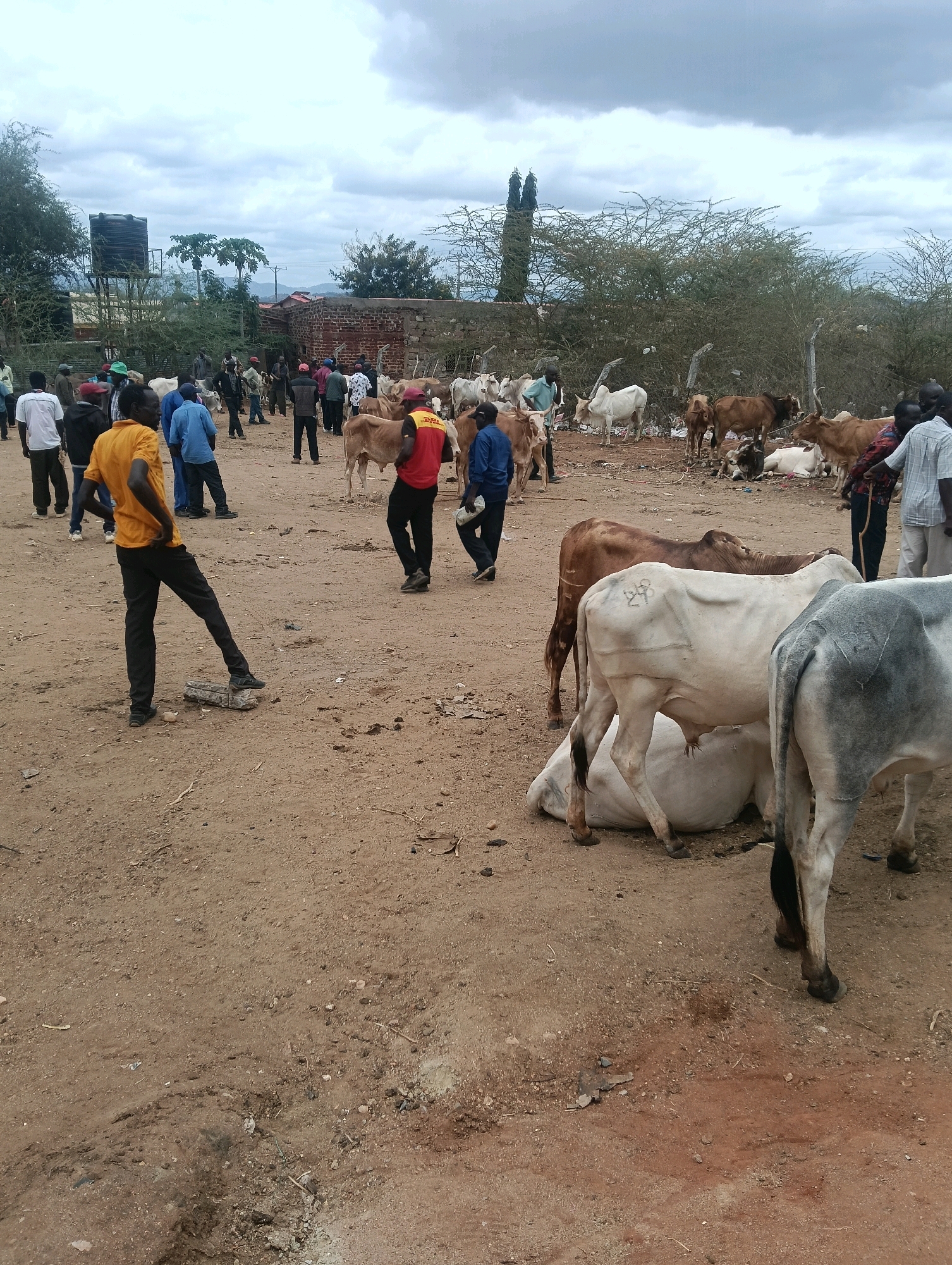 The image depicts an outdoor cattle market scene in a rural setting, likely in Zombe/Mwitika ward, Kenya, characterized by a dusty, uneven ground and a cloudy sky. Numerous people are present, dressed in casual attire, engaged in activities related to livestock trade. Several cattle are visible, including cows and calves of various colors, some standing and others lying down. One man in a yellow shirt and black pants stands prominently in the foreground, leaning on a small object. Other individuals are observed interacting with the animals, discussing prices, or observing the market. In the background, there are some structures, including a brick building, trees, and a water tank. The overall atmosphere suggests a busy marketplace.