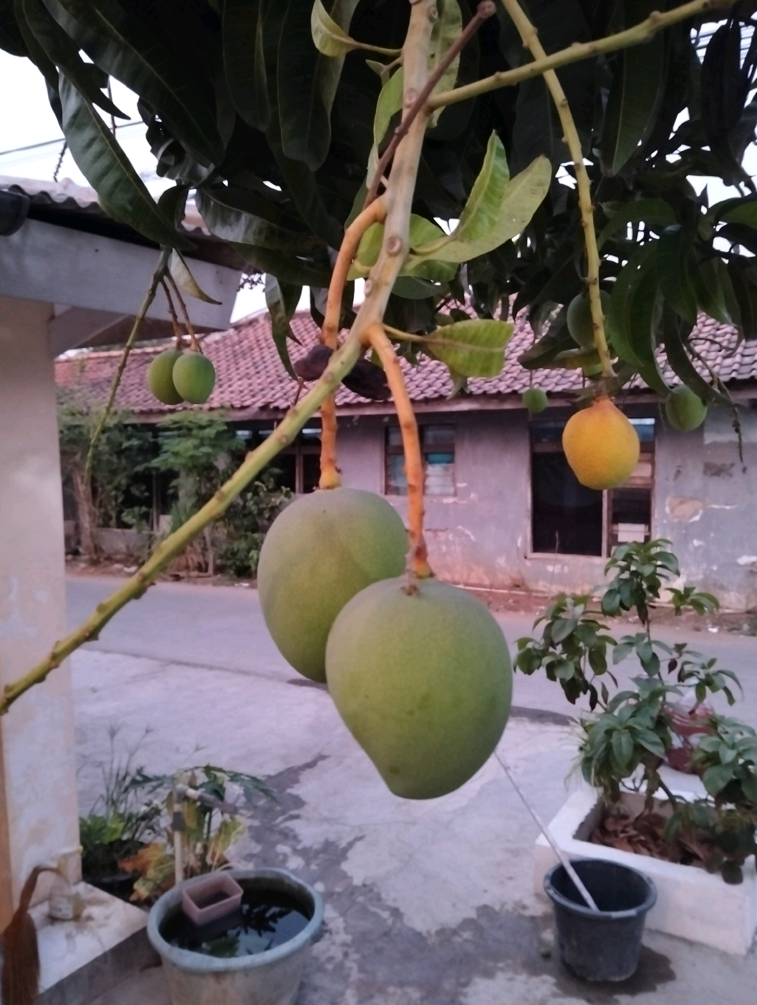 An outdoor, eye-level shot captures a mango tree with several unripe green mangoes and one ripe yellow mango. The tree is growing near a house with a tiled roof and a rough, light-colored exterior wall, suggesting a residential setting. In the foreground, a concrete floor with some wet patches is visible, along with a large gray bucket and a smaller bucket with a pink container floating in water. The background shows a street and more houses. The lighting suggests it is either early morning or late afternoon. The overall scene appears to be located in the city of Patrol, Indonesia. There are no people visible in the image.