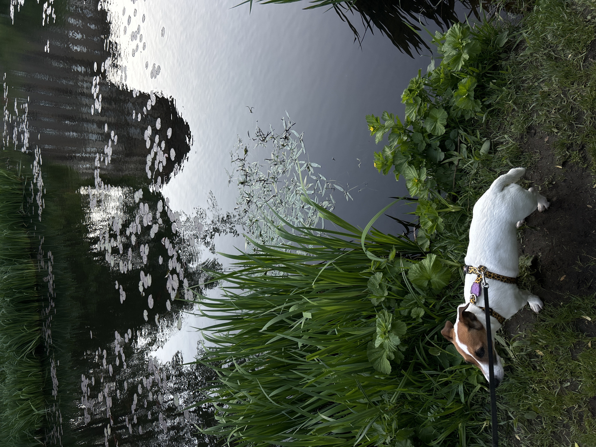 A Jack Russell terrier dog stands on the grassy bank of a water body, possibly a canal or pond, in Saint Petersburg, Russia. The dog has a brown and white head and a white body, wearing a patterned collar and leash. Reeds and other green plants grow along the water's edge. The water reflects the sky and nearby trees, and white lily pads are scattered across the surface.