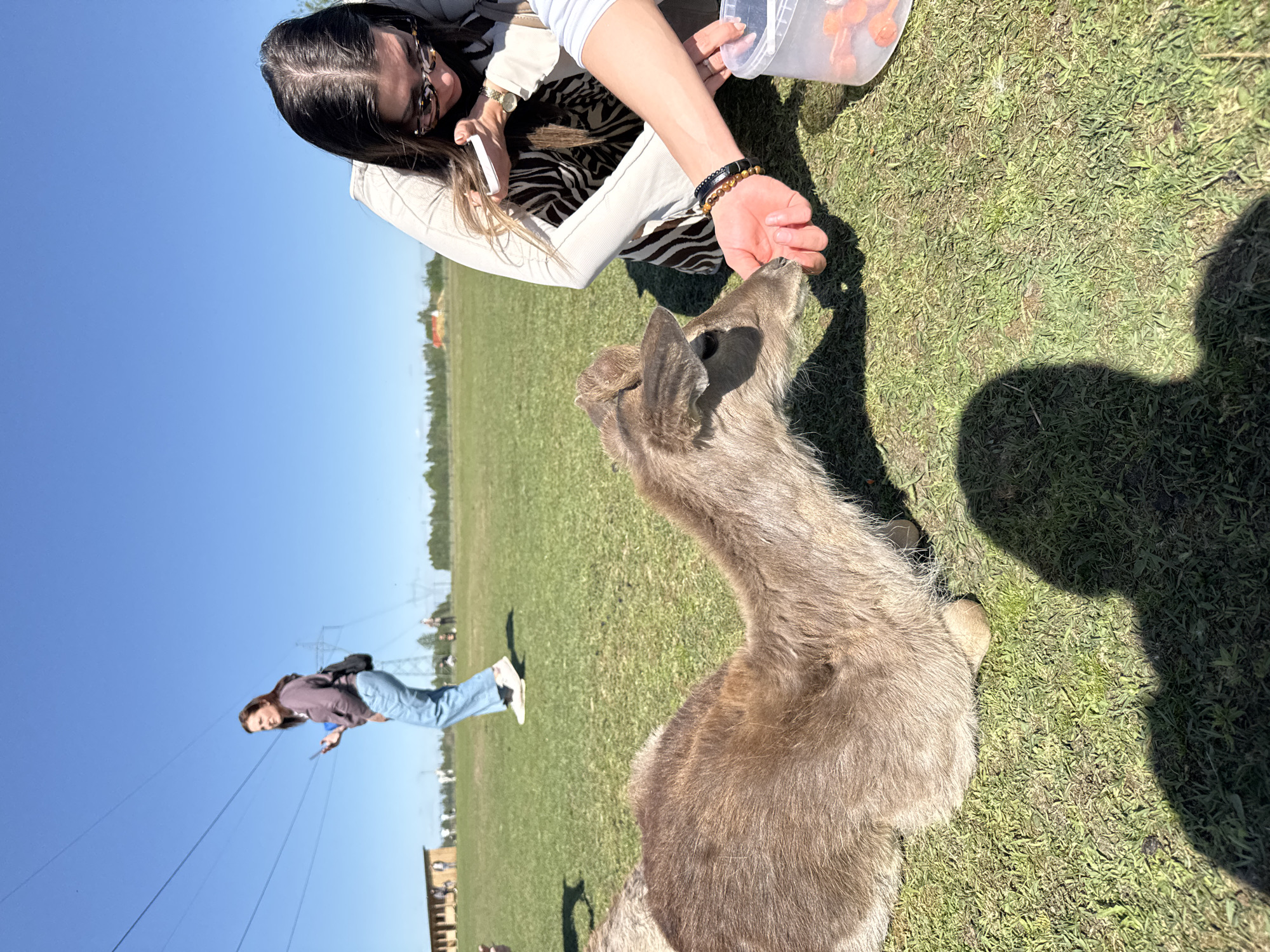 The image shows a woman feeding a deer in a grassy field in Unknown, Unknown. The woman is wearing a white blazer over a zebra-print top, and she is holding a clear container filled with what appear to be orange treats. She has dark hair and is wearing glasses. She is using one hand to hold out a treat for the deer, and the other hand is holding a white cell phone.
The deer is a light brown color, and it is standing on green grass with some patches of dry grass. There is another woman in the background under power lines. The sky is blue and clear. There are several buildings in the background. The shadow of the woman and the deer is visible on the grass.