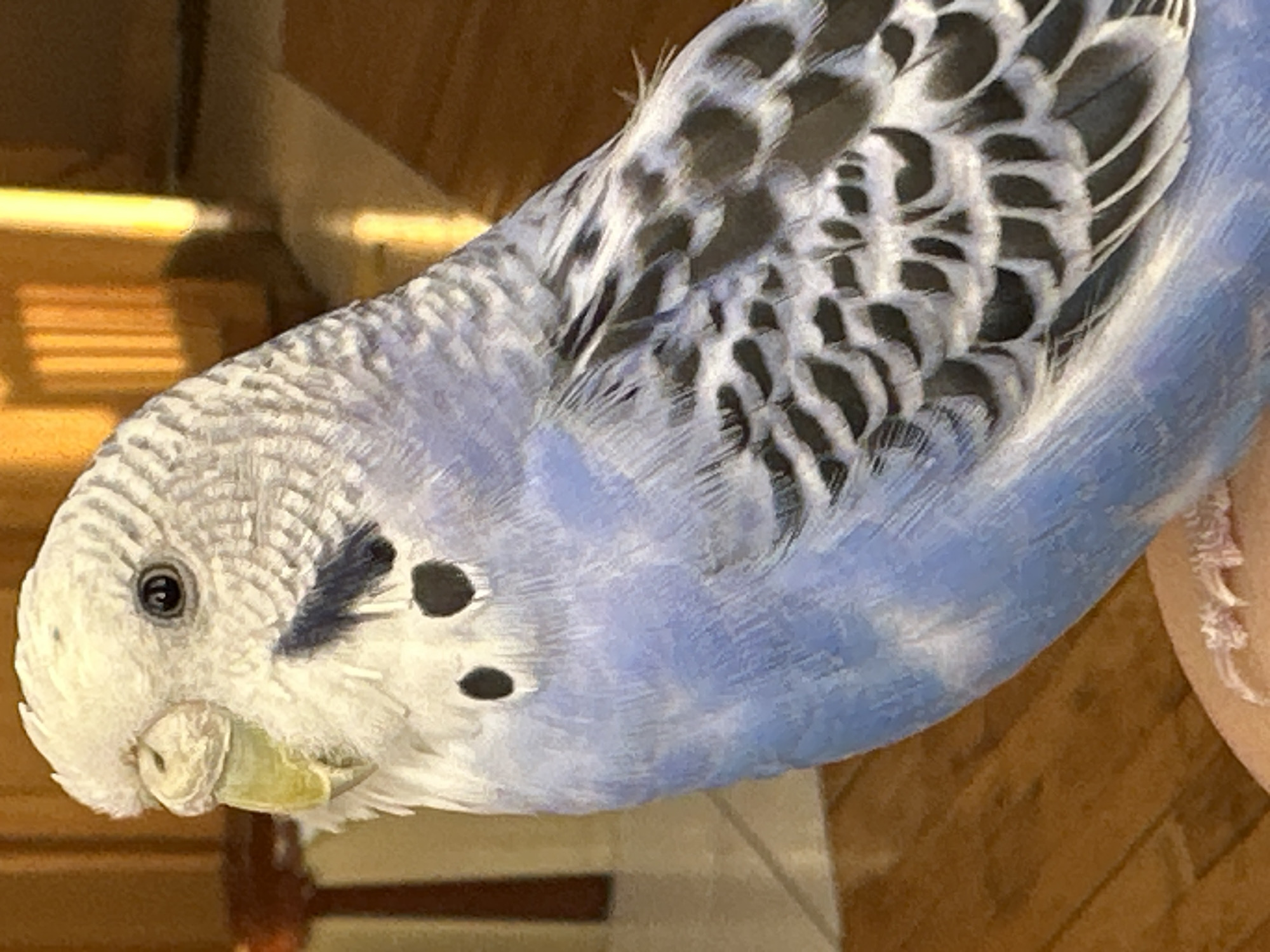A budgerigar, a small parakeet, is shown in a close-up side profile. The bird has a white head with light gray markings on its crest and around its eyes. Its beak is a pale yellow. The body is predominantly light blue, with darker blue and black barred patterns on its wings and back. The bird is perched on what appears to be a person's hand or arm, visible at the bottom left of the frame, with its pink toes lightly gripping the surface. The background is softly blurred, suggesting an indoor setting with warm lighting. Wooden flooring and vertical wooden structures are faintly visible. The overall impression is a detailed portrait of a pet bird in a domestic environment. The location is unknown, and no specific city or region is identified.