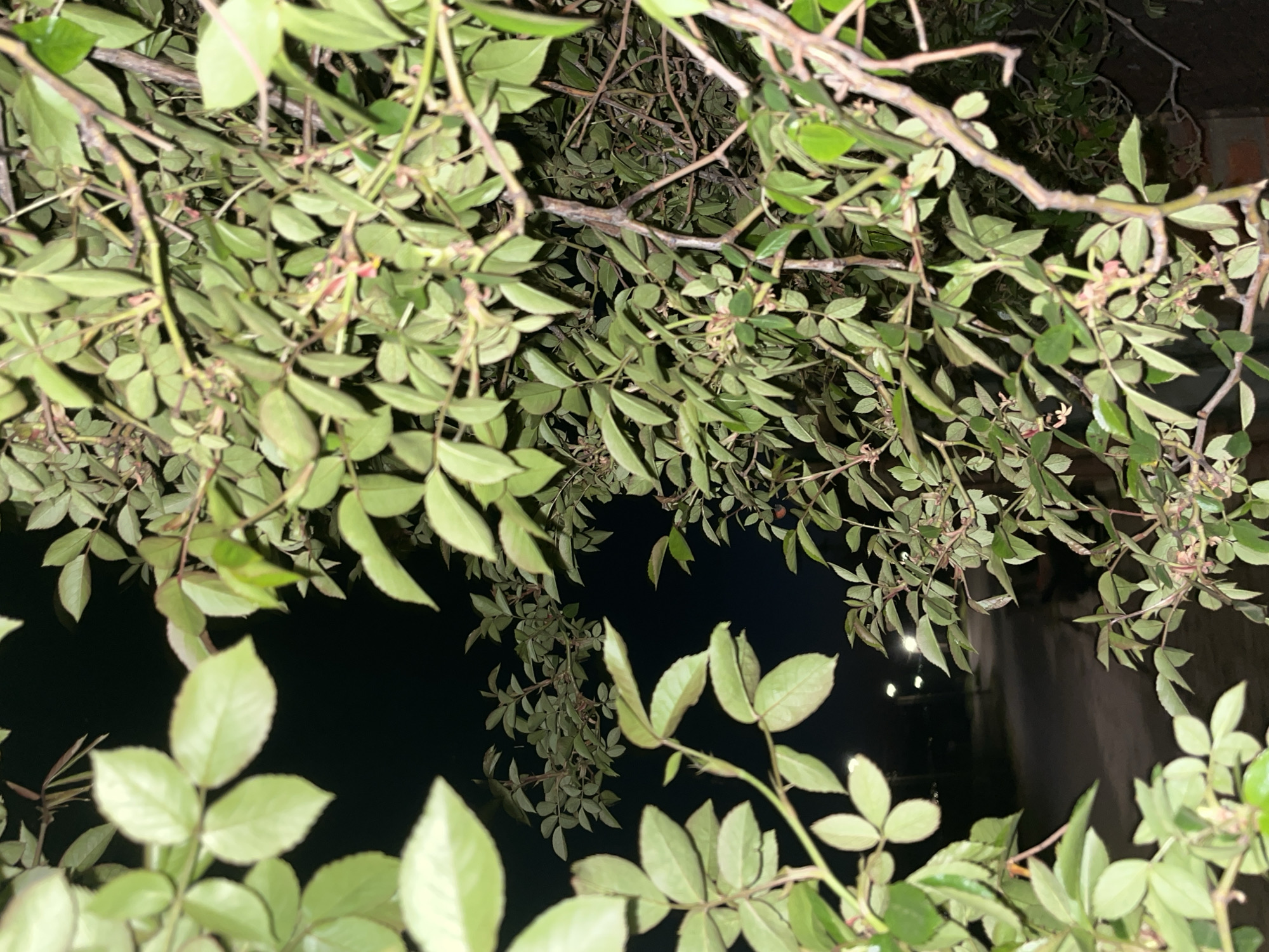 The image shows green leaves and branches in the foreground. In the background, there is a dark area, possibly indicating night or shadow. There are also some dim lights visible in the background through the leaves. The location in the city of Lozarevo, Bulgaria is not determinable from the image.