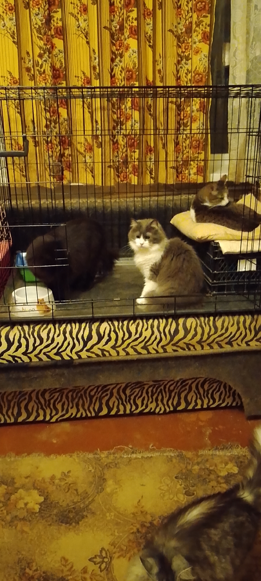 The image shows an indoor scene featuring three cats inside a cage. The cage is positioned in front of a yellow curtain with a floral pattern. In the foreground, a tiger-striped bolster pillow lies on the floor, and beyond that, a rug with a floral design is visible.
Specifically, there are three cats within the cage:
1. A dark-colored, possibly black, fluffy cat is partially visible on the left side, with its back to the camera.
2. A grey and white long-haired cat is sitting in the middle of the cage, facing the camera.
3. Another cat, appearing to be brown and white, is lying down on a yellow pillow on the right side of the cage.
In front of the dark-colored cat, there is a white food bowl and a green and blue object, possibly a water dispenser or toy. The cage itself has a metal grate structure.
The environment suggests a domestic setting. The mention of Belgorod, Russia, indicates the geographical context of this scene, likely a home in that city. The lighting appears to be artificial, suggesting an indoor environment at night or in a dimly lit room. There are no people visible in the image.