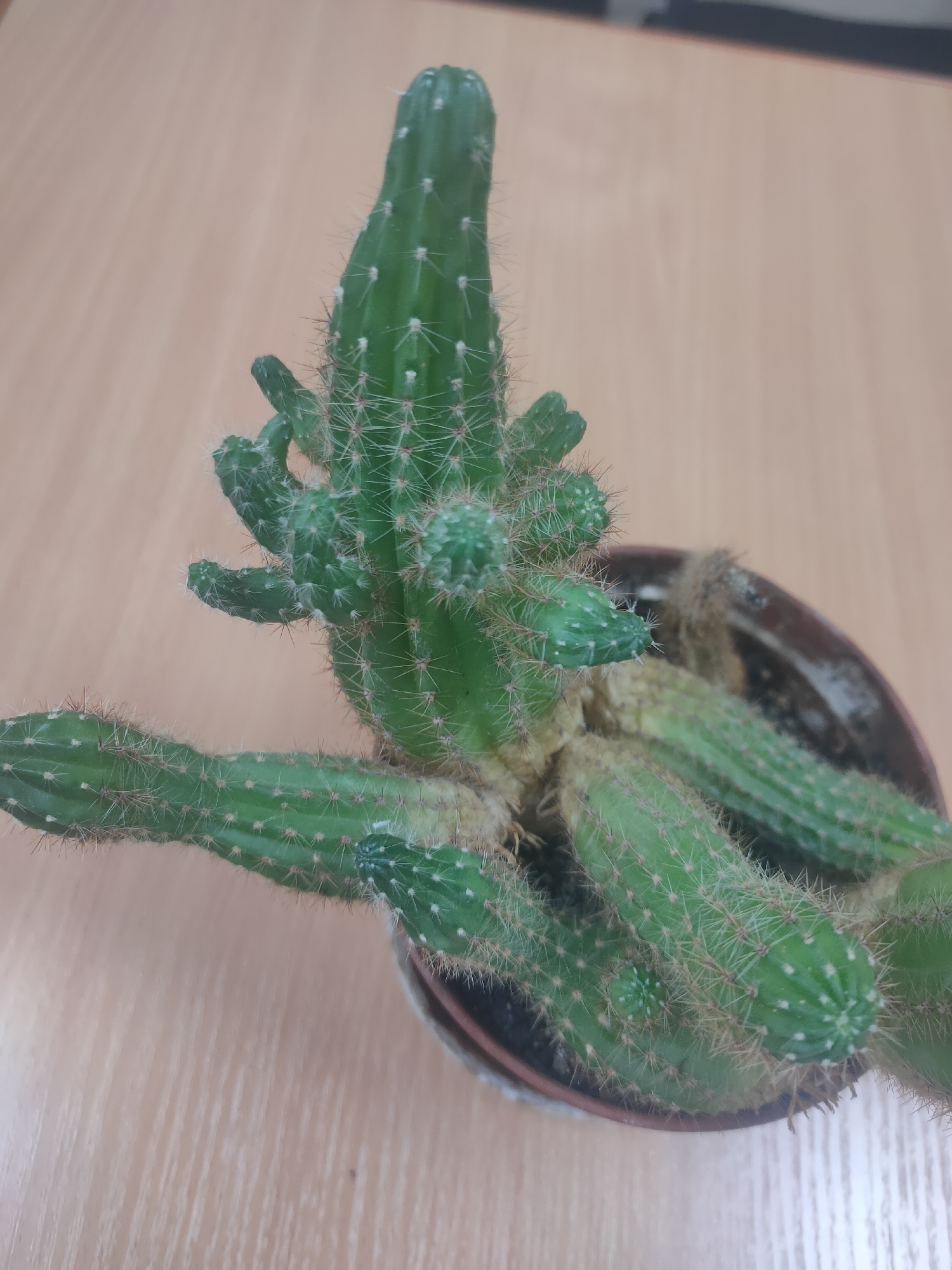 A potted cactus with several arms is shown from a top-down perspective. The cactus has green stems with small, sharp spines and is growing out of a brown pot. The pot is on a light-colored wooden surface. The background is blurred, but appears to be a wall or desk. The image is taken indoors.