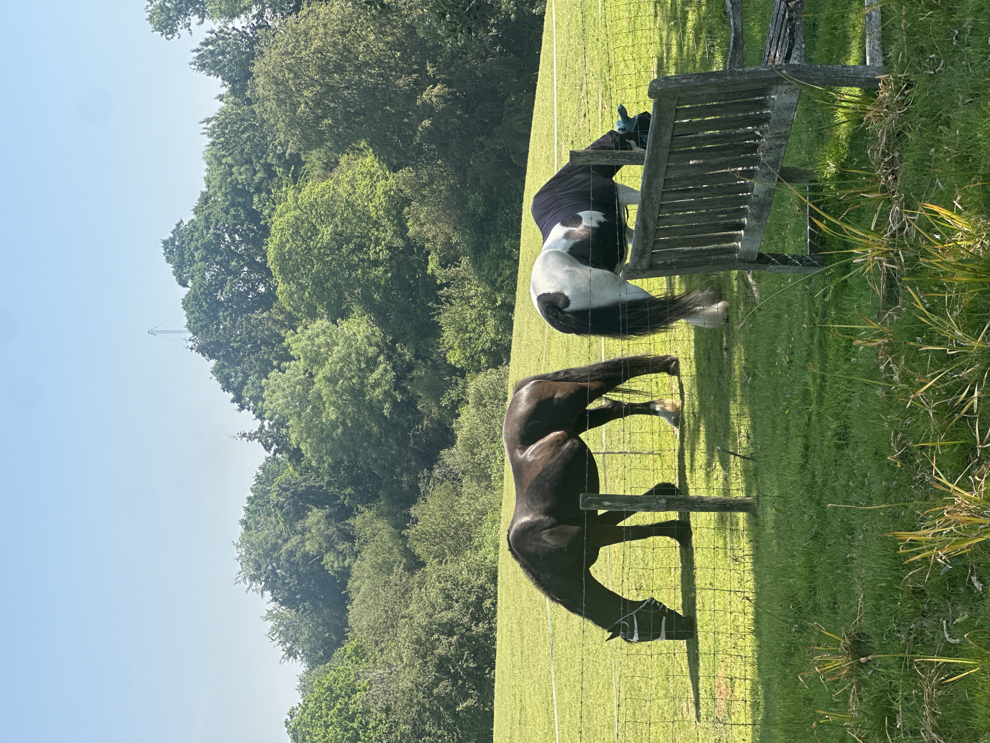 The image shows a pasture in Tunbridge Wells, United Kingdom, with two horses grazing behind a wire fence. One horse is dark brown, while the other is piebald (black and white). A weathered wooden bench stands near the piebald horse. The backdrop features a dense collection of trees, and a clear blue sky is visible above. The scene is bathed in daylight.