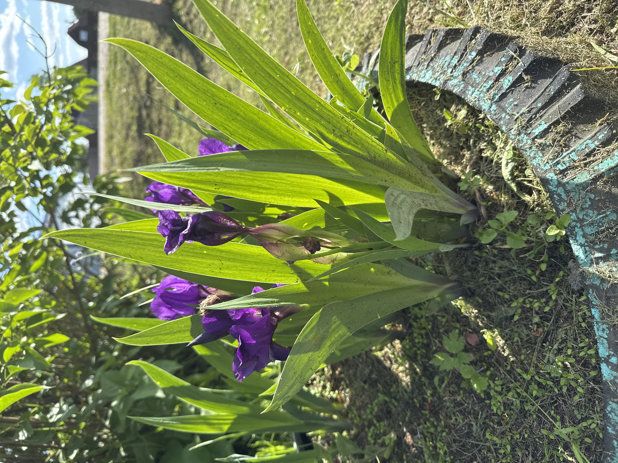 The image captures a vibrant outdoor scene, likely a garden or yard in Луптюг, Russia, on a clear, sunny day. The main subjects are a cluster of purple irises with long, slender green leaves, brightly illuminated by direct sunlight. Several irises are in full bloom, showcasing their deep violet petals, while others are still in bud form.
To the right, a weathered black tire, partially painted in a flaking teal or blue-green hue, serves as a rustic border or planter for the flowers. The ground around the irises and tire is covered in green grass, interspersed with some dried grass clippings and small weeds. Strong sunlight casts distinct shadows, indicating a bright day, likely morning or afternoon.
In the background, out of focus, green foliage from trees or shrubs is visible under a light blue sky with faint clouds. A distant, dark structure or fence line can also be discerned. The overall impression is one of natural beauty and a simple, functional garden setting. There are no people or visible text in the image.