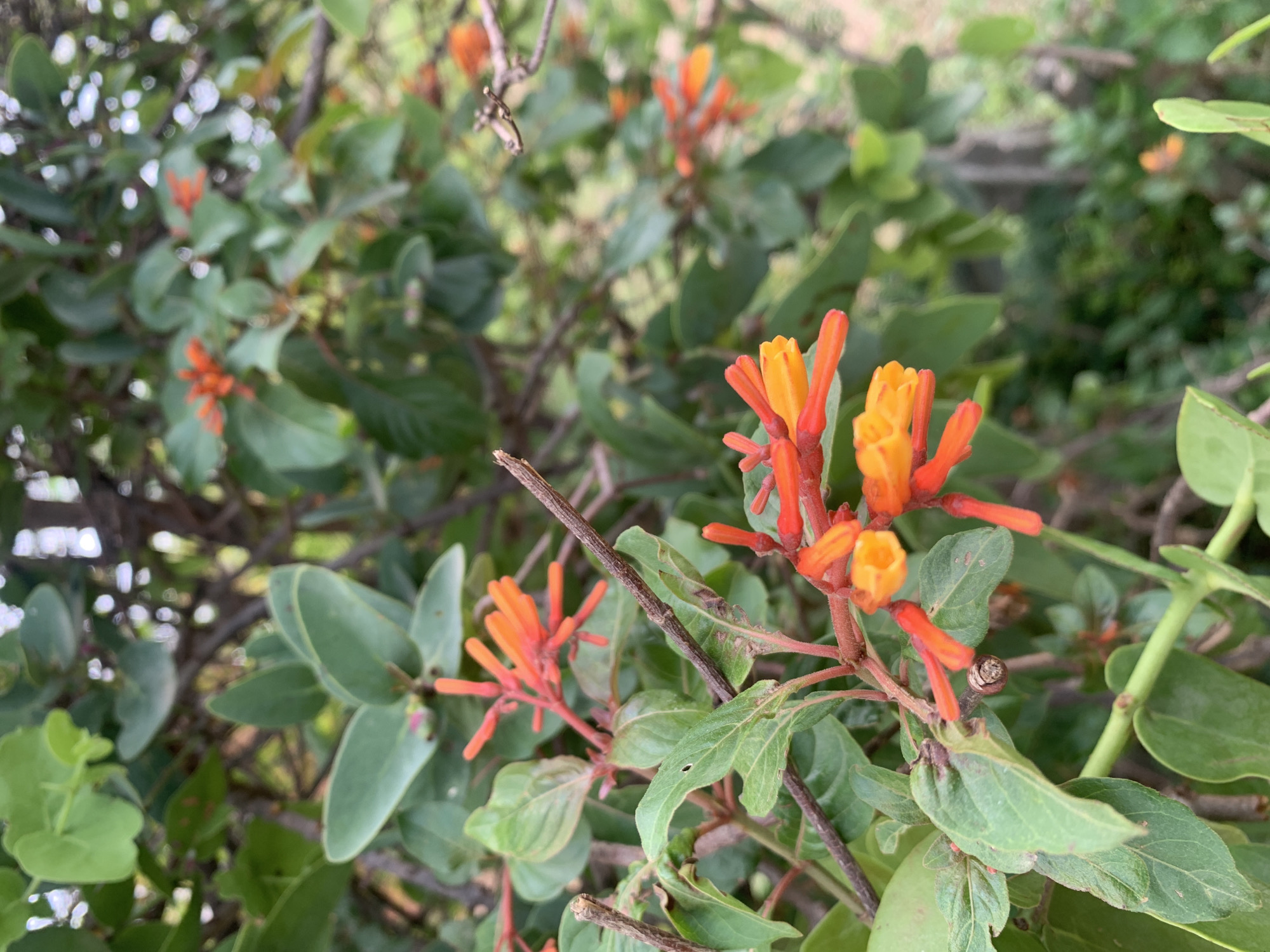 The image shows a close-up of a flowering plant with orange and yellow tubular flowers and green leaves. The plant appears to be a type of honeysuckle or similar species. The background is blurred, suggesting a natural outdoor environment. There are no people visible in the image. The setting appears to be somewhere with natural vegetation. There is no information available to associate the location with Gwafan, Nigeria.