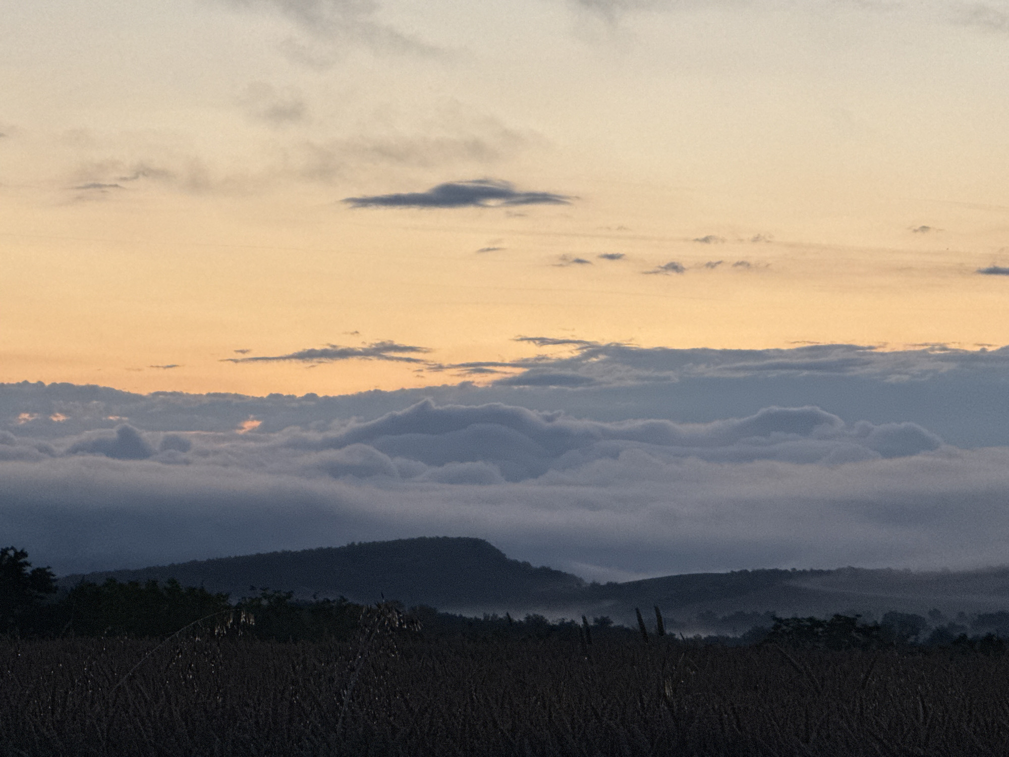 This is a medium shot, eye-level photograph of a rural landscape at dusk. The sky is a gradient of soft orange and yellow near the horizon, transitioning to a pale blue and then gray at the top. Several wispy clouds are scattered across the sky. Below the sky, a thick layer of fog or low-lying clouds covers the landscape, obscuring the ground except for the tops of rolling hills and the silhouettes of trees. In the foreground, the dark shapes of dry vegetation, possibly corn stalks or tall grass, are visible. The scene is dark and moody, with limited detail due to the low light. There are no people or specific landmarks visible.