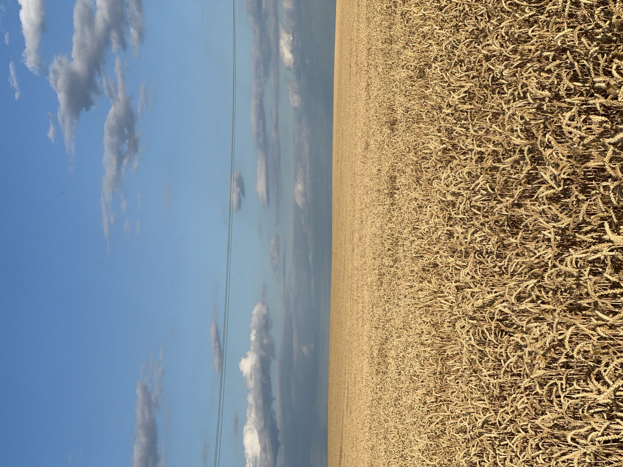 The image depicts a vast, golden field of ripe wheat stretching to the horizon under a bright blue sky with scattered white and gray clouds. Two thin, dark power lines are visible horizontally across the upper portion of the frame. The wheat stalks are densely packed, appearing dry and ready for harvest. The scene is a natural landscape, devoid of human presence or any urban elements. It is likely a rural agricultural area, possibly in or around Měnín, Czechia, given the context of the prompt. The lighting suggests it is daytime, with the sun casting shadows and highlighting the texture of the wheat.