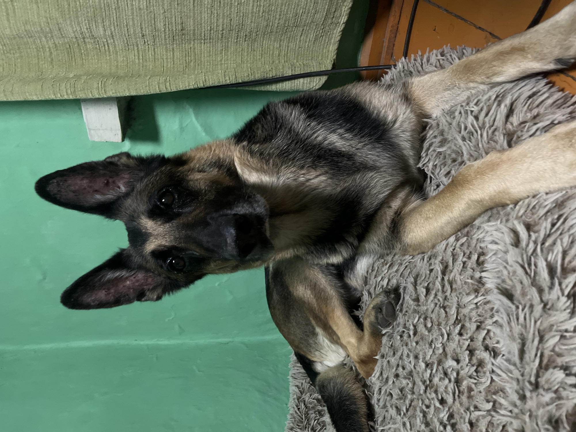 A German Shepherd dog is lying on a gray, fluffy bed. The dog is facing the camera and tilted to the left. Its front paws are resting on the bed. The background consists of a green wall and a green textured cushion. The dog's fur is predominantly black and brown. The location cannot be determined from the image.