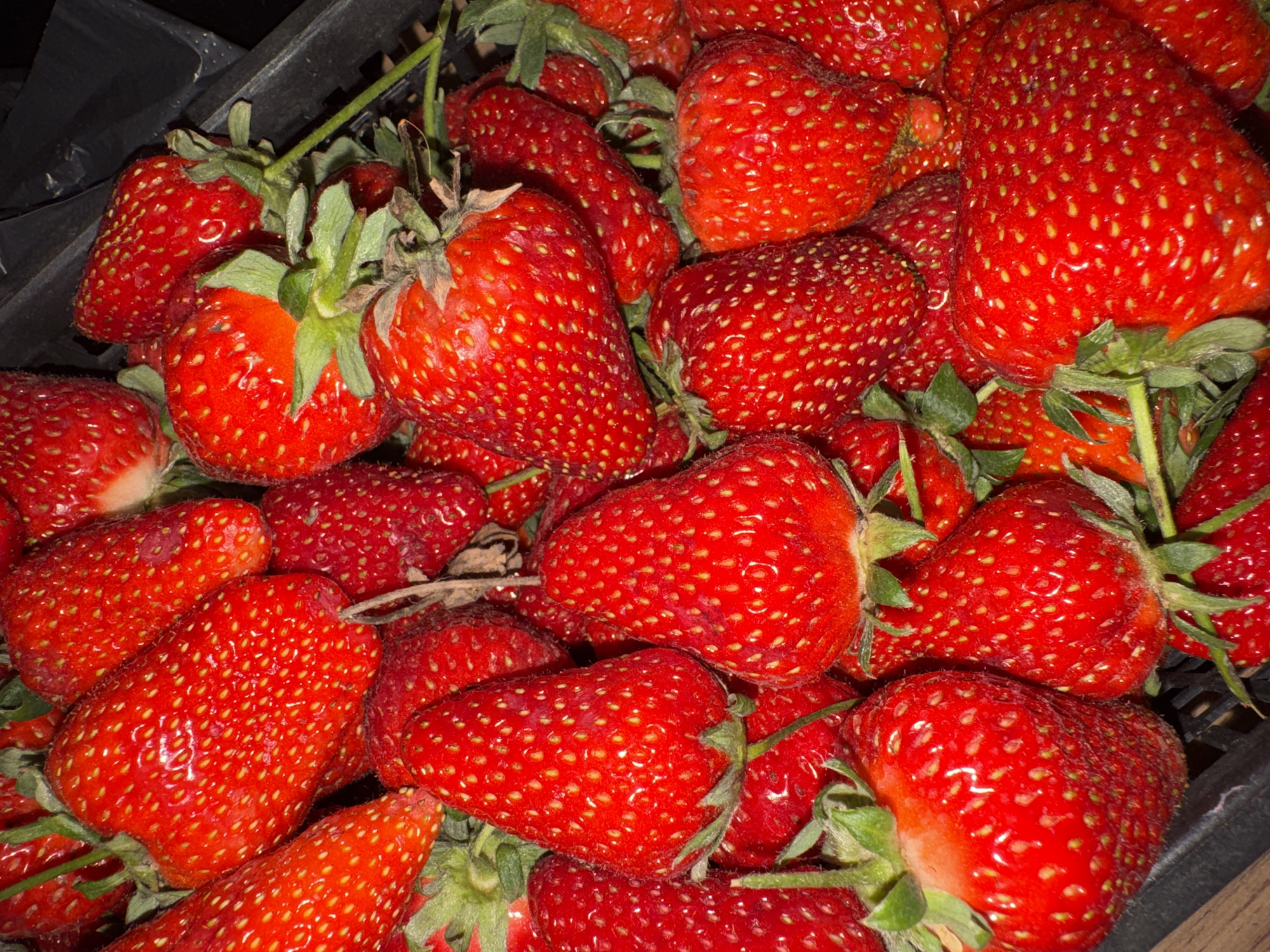 A close-up shot depicts a pile of vibrant red strawberries with green stems in a black plastic crate. The scene is well-lit, highlighting the texture and freshness of the fruit. The location is not specified or discernible from the image. No people or actions are visible.