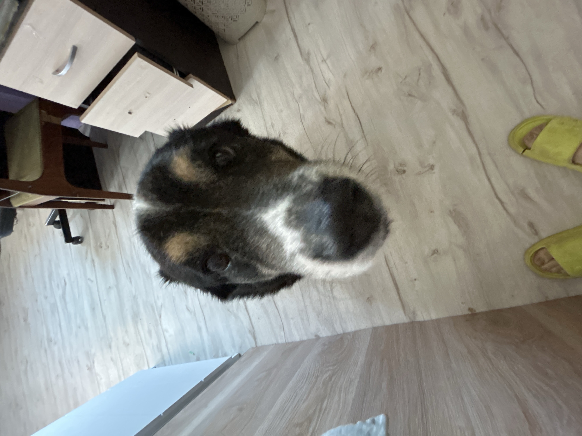 The image shows an overhead view of a dog's head in a room. The dog is black, brown, and white. A desk with drawers is visible on the left side of the image, and two yellow slippers are on the right. The room appears to have light-colored wood floors. No people are visible, only their feet in slippers. The location in the city of Rusalevka, Russia cannot be confirmed from the image.