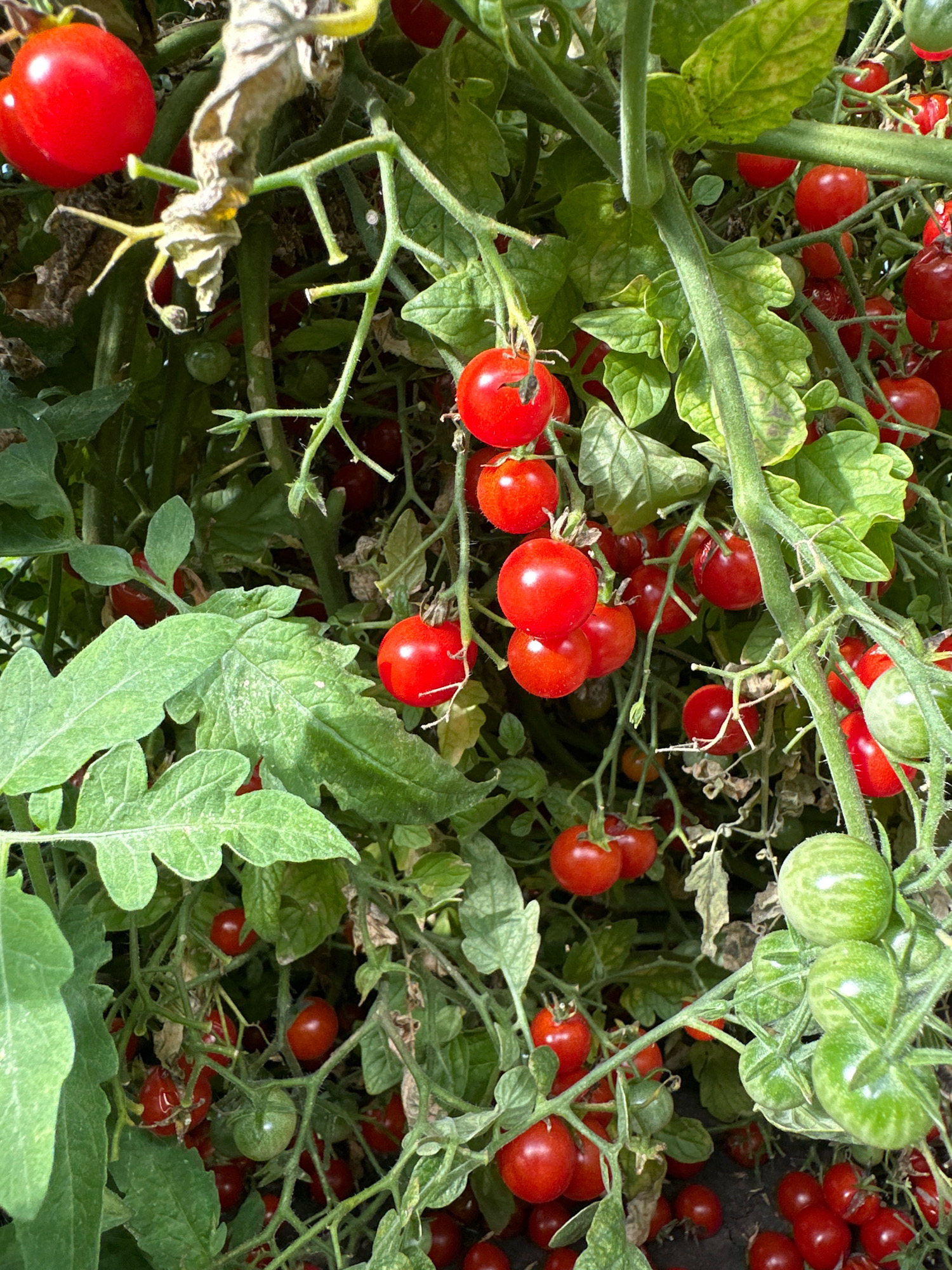 This image depicts a close-up view of a tomato plant laden with ripe red cherry tomatoes and some unripe green tomatoes, interspersed with green leaves and thin, vine-like branches. The tomatoes are clustered on the vines, with some individual fruits in sharp focus and others blurred by the shallow depth of field. The lighting suggests an outdoor setting, likely a garden, with sunlight casting shadows and highlighting the glossy surfaces of the tomatoes. The overall impression is one of abundance and natural growth. There are no people or animals visible in the image. The scene is set in a garden in the city of Buinsk, Russia.