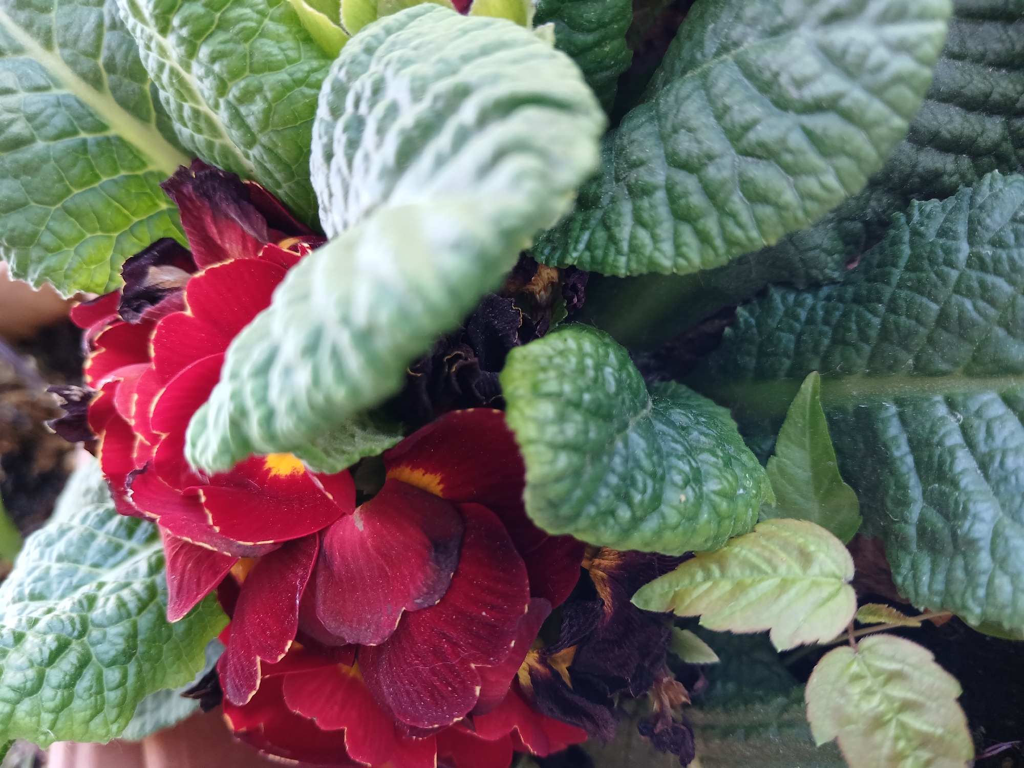 The image depicts a close-up view of a red double primrose (Primula vulgaris) flower surrounded by green, heavily textured leaves. Some of the flower petals are beginning to wilt and turn brown. There are also lighter green leaves of another plant visible. No people or specific objects are present. The location within Plovdiv, Bulgaria cannot be determined from the image.
