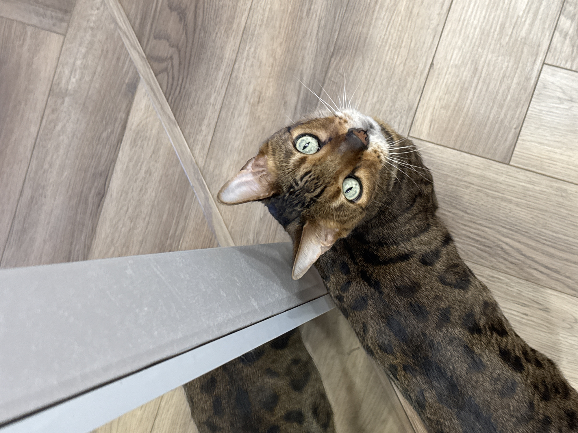 A close-up shot shows a brown and black tabby cat with green eyes, tilted head, and white whiskers, positioned near the edge of a gray, glossy surface. The background consists of wood-patterned flooring in light brown and gray tones. The scene is indoors.