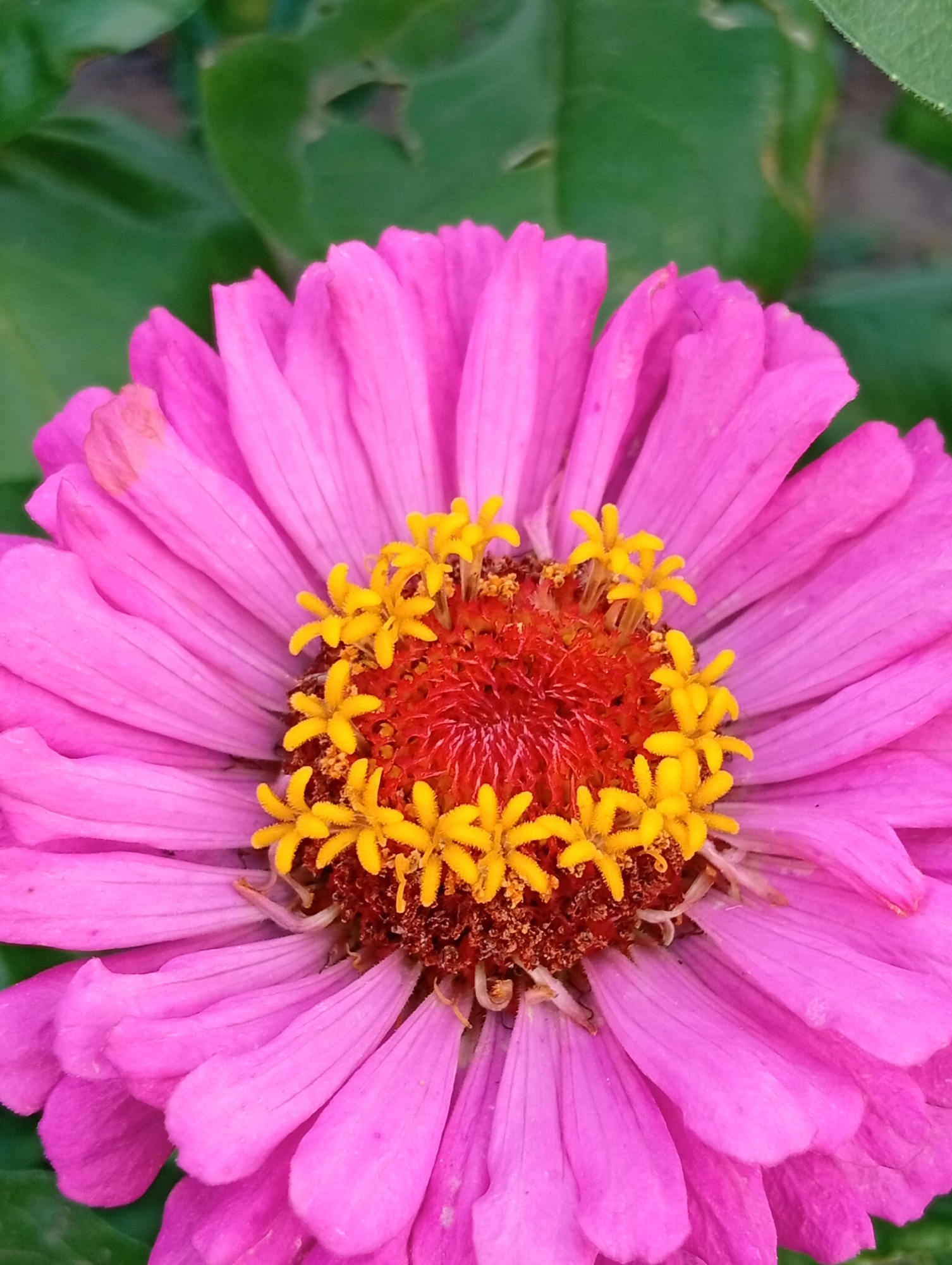 A close-up, eye-level shot focuses on the center of a bright pink zinnia flower. The petals radiate outwards, with some showing slight imperfections. The flower's center is a cluster of vibrant yellow florets against a deep red base, with brown stamens. The background consists of out-of-focus green leaves. The image was taken outdoors.