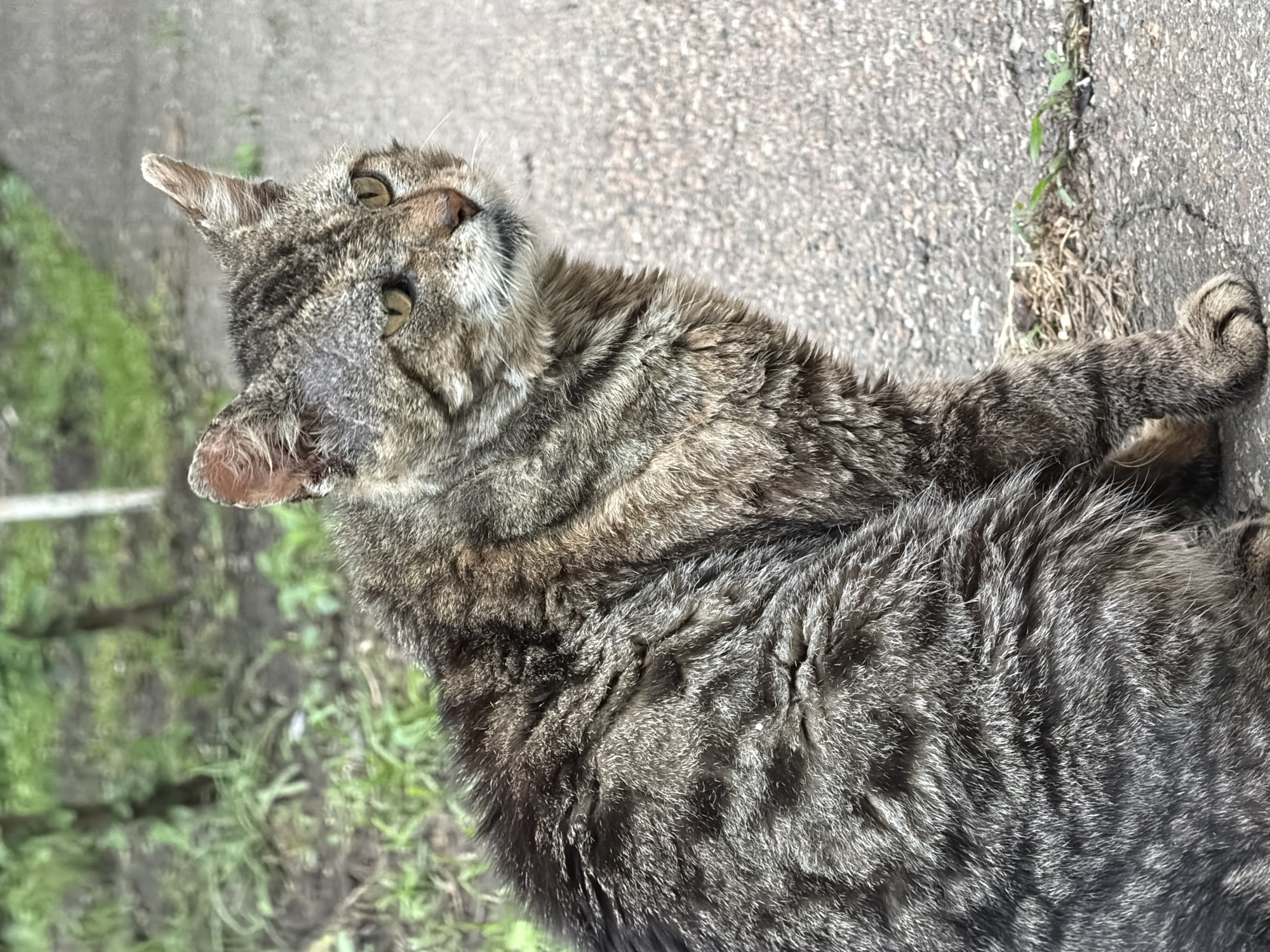 A tabby cat lies on a concrete surface adjacent to green grass and vegetation. The cat is looking upwards and to the side. The cat's fur is a mix of brown and gray stripes. The location is presumed to be in Beryozovy, Russia, based on the request.