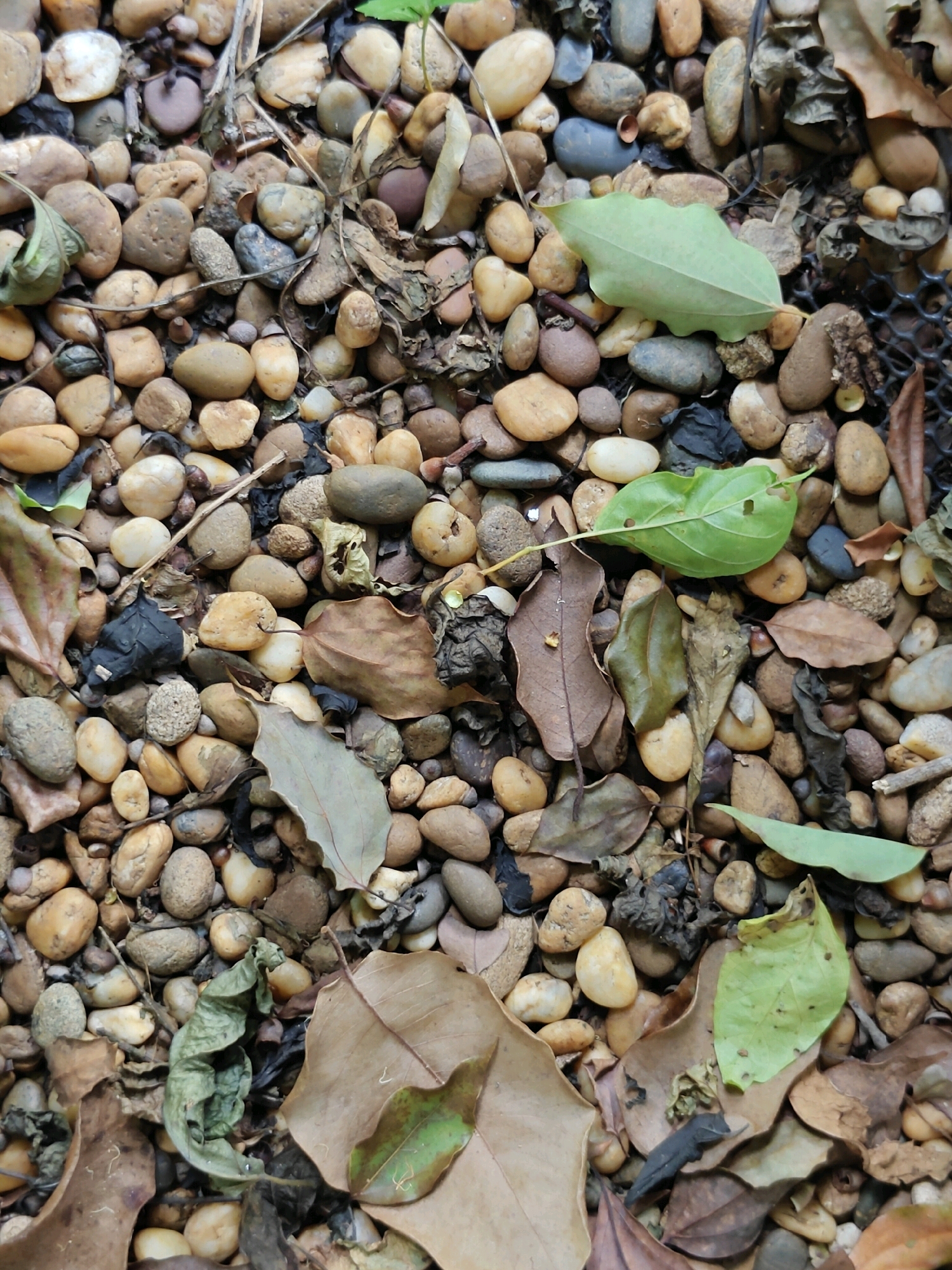 The image shows a close-up view of a ground surface covered in smooth, rounded pebbles of various sizes and colors, ranging from light tan and beige to grey and darker brown. Interspersed among the pebbles are dried leaves in shades of brown, tan, and some green leaves that appear fresher. The pebbles are densely packed, creating a textured surface. There are no people or animals visible in the image. The scene appears to be outdoors, possibly in a garden or pathway, given the natural elements of stones and leaves. The context of Mu Si, Thailand, suggests a warm, possibly tropical climate where such ground cover and vegetation would be common.