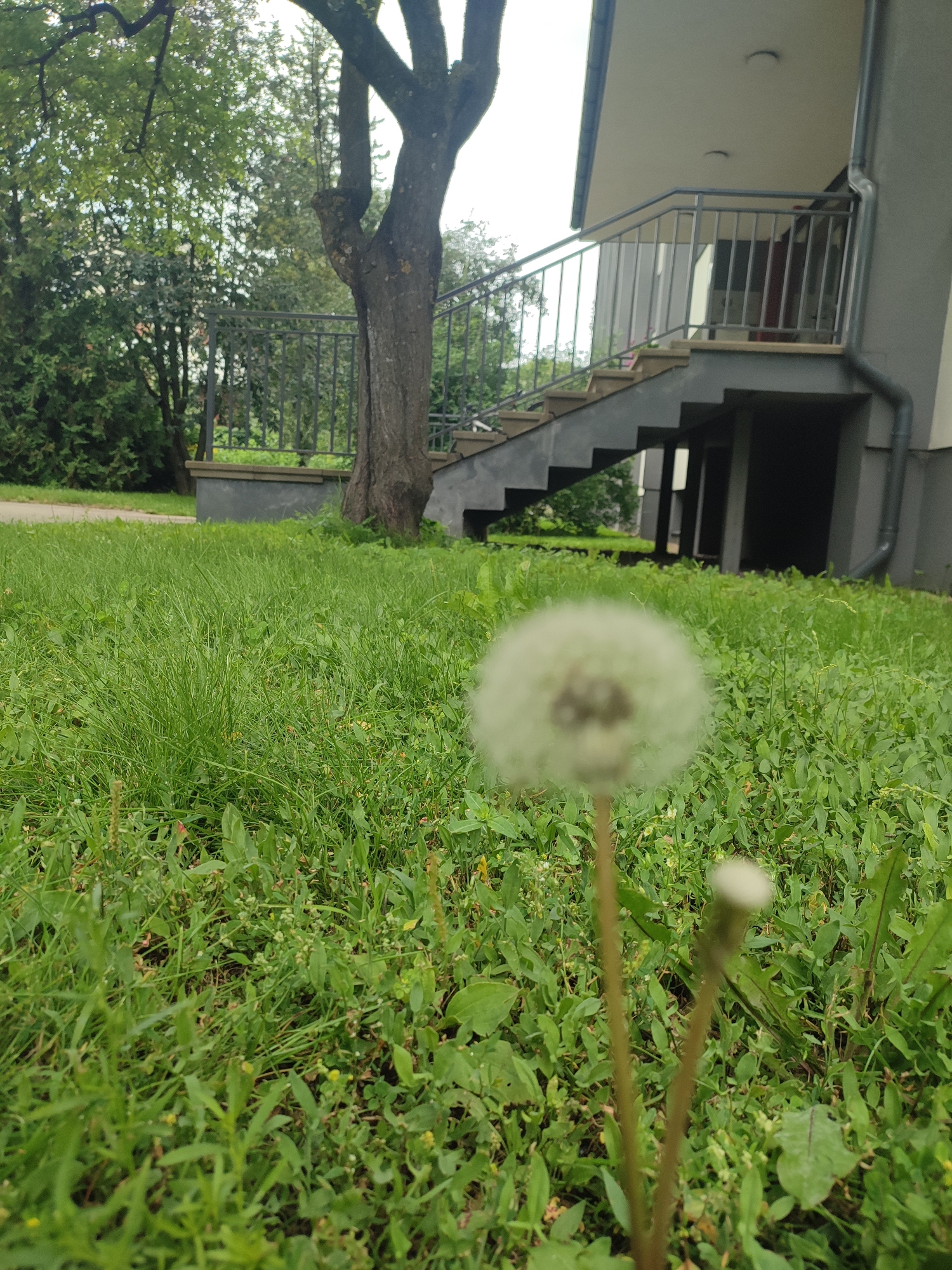 The image captures a low-angle view of a grassy lawn with a blurred dandelion seed head in the foreground. Behind the dandelion, a thick tree trunk stands to the left of a concrete staircase leading up to a modern building with a gray facade and a metal railing. Green foliage and trees are visible in the background. The overall impression is one of an urban outdoor space, possibly a residential area in Riga, Latvia.