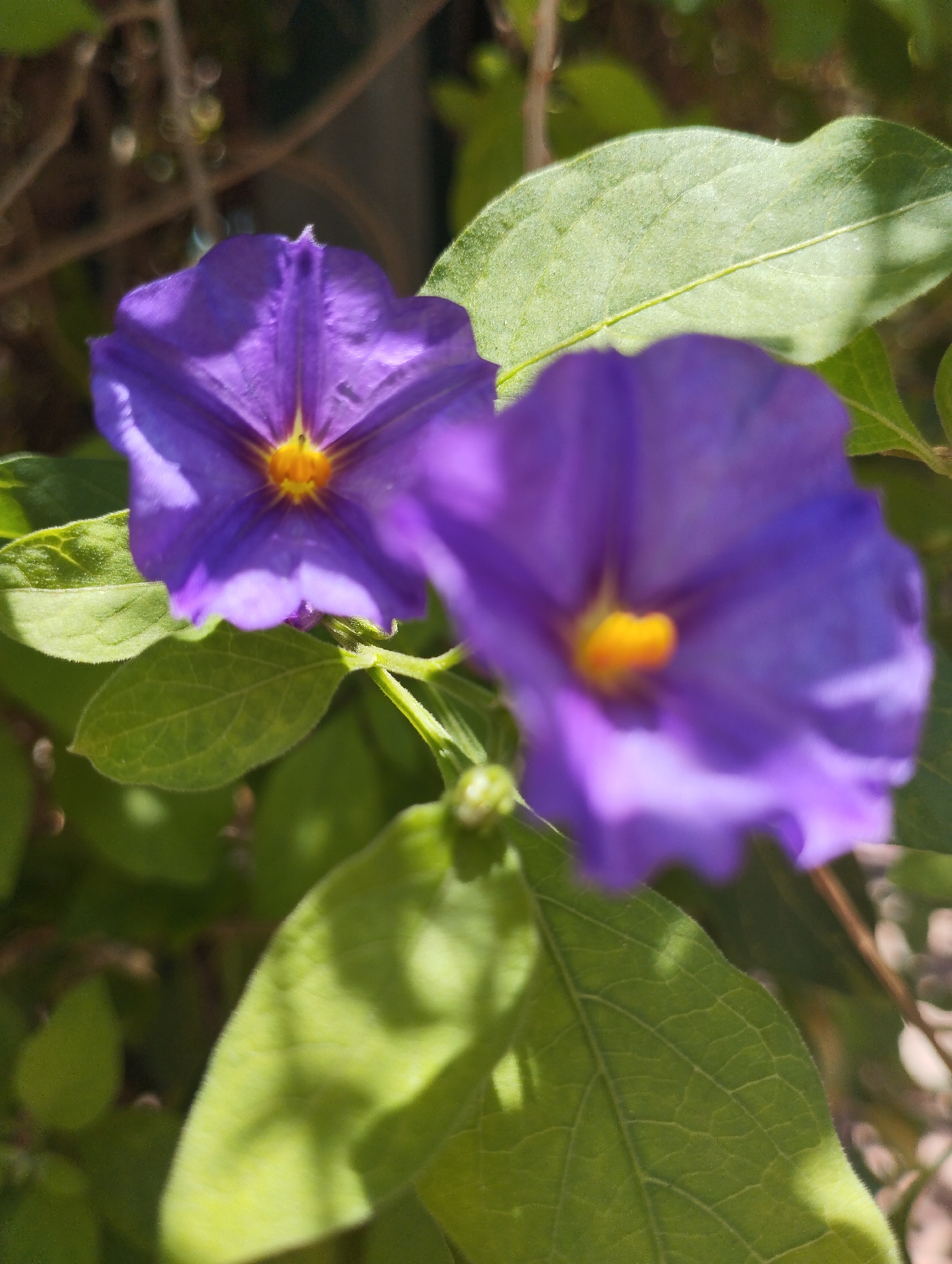 A close-up shot captures two vibrant purple flowers with bright yellow centers, set against a backdrop of lush green leaves and blurred brown branches. The flowers, likely from the Solanum family, exhibit star-shaped petals that unfurl gracefully. Sunlight filters through the foliage, casting soft shadows and highlighting the delicate textures of the petals and leaves. The scene suggests a peaceful garden setting, possibly in Zikhron Yaakov, Israel, where nature's beauty is on full display. There are no people or animals in the image.