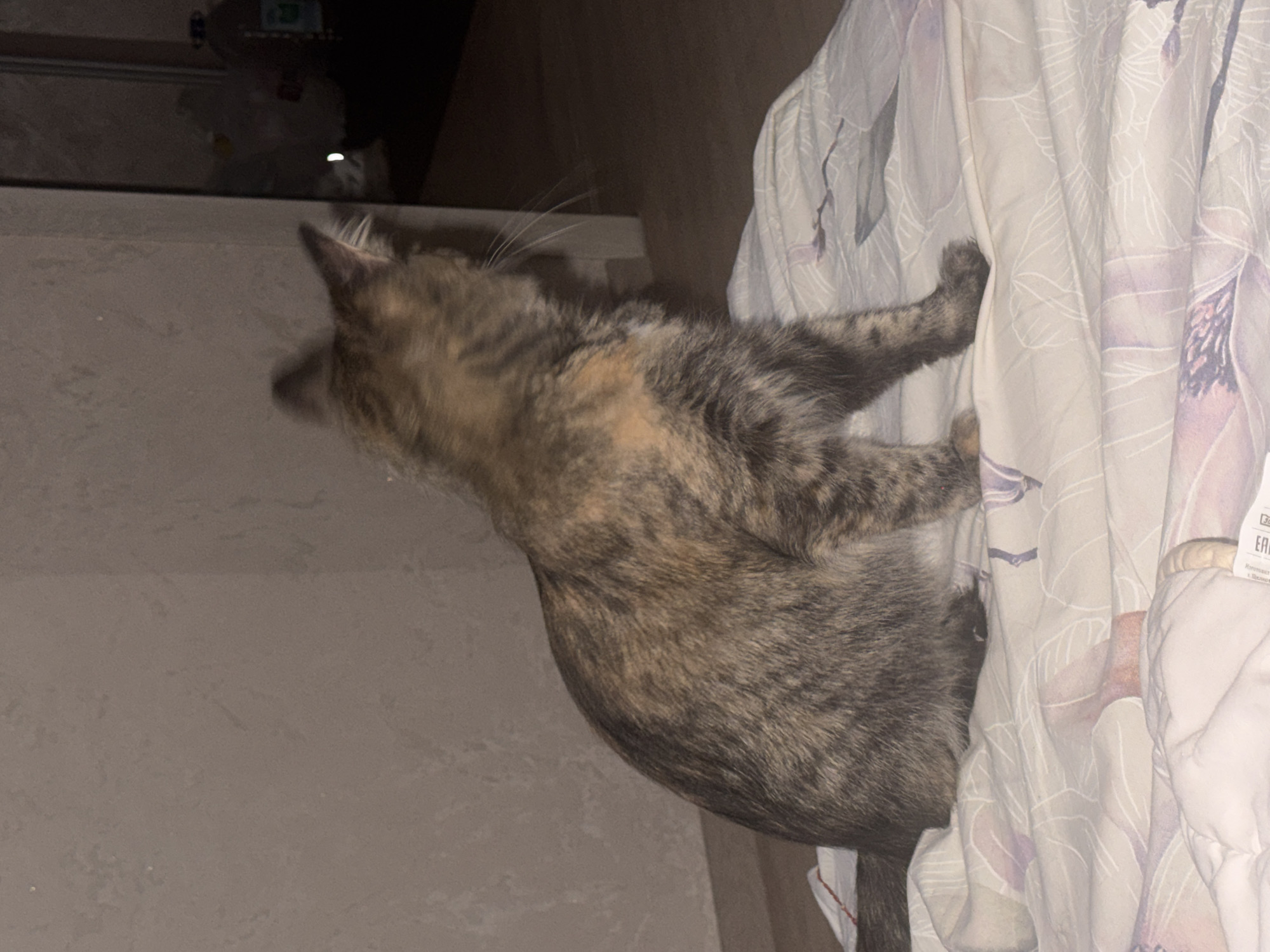 The image shows a tortoiseshell cat sitting on a bed covered with a patterned comforter. The cat is facing to the right, with its head turned slightly away from the camera. The background is dimly lit, with a textured wall and a dark area that appears to be a doorway or opening. There are some blurry objects in the background, possibly bottles or containers. The comforter has a pattern of light purple and pink flowers. There is no visible indication of the location being in Saratov, Russia.