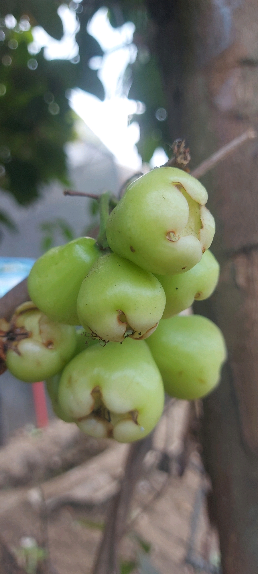 A close-up, vertical, shallow-depth-of-field shot captures a cluster of unripe, light green rose apples hanging from a branch. The fruit exhibits a bell shape with slightly indentations at the bottom, characteristic of immature specimens. Some of the fruits show minor blemishes or brown spots. The background is blurred, with hints of foliage and a tree trunk, suggesting an outdoor setting. The lighting is natural, with some specular highlights indicating sunlight filtering through leaves. This scene is typical of the fruit-bearing trees found in residential areas or small gardens within the city of Malang, Indonesia, where such fruits are commonly grown. No people or human activities are visible in the frame.
