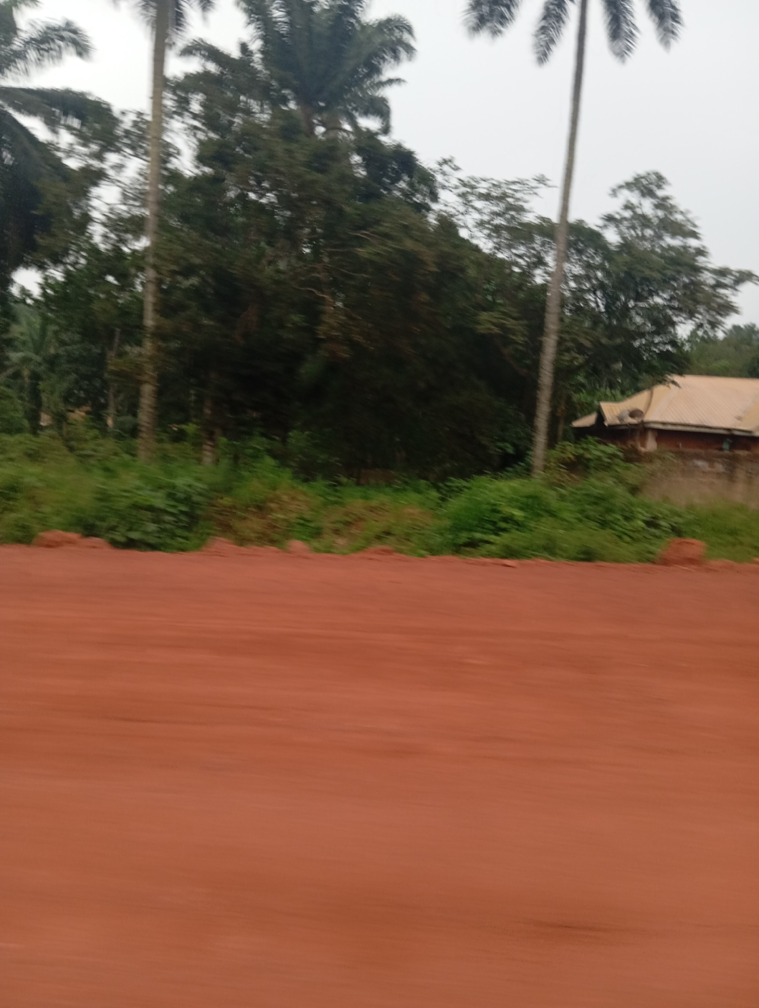 The image depicts a roadside scene in Nsukka, Nigeria, with a focus on the natural environment and a dwelling. In the foreground, a reddish-brown dirt road occupies the lower half of the frame, suggesting a rural or semi-rural setting. Beyond the road, a dense line of green vegetation, including various bushes and trees, forms a natural barrier. Tall palm trees with their distinctive fronds rise above the vegetation, interspersed with other trees that create a lush, green canopy. In the middle ground, a traditional-looking house with a light-colored, corrugated metal roof is partially visible, nestled amongst the trees. The overall atmosphere is that of a tropical landscape, likely during daylight hours given the illumination, though the sky appears overcast or hazy. The image is slightly blurred, indicating motion or a less-than-perfect focus. There are no people or animals visible in the frame.