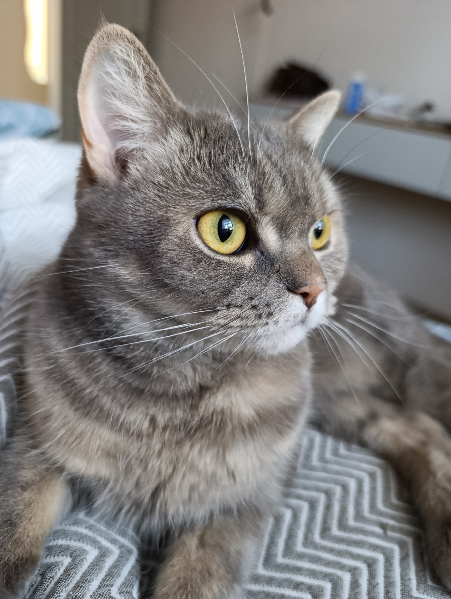 A gray tabby cat with yellow eyes lies on a gray and white chevron-patterned blanket. The cat is facing right and appears alert. The background includes a blurred view of a room with a white surface and indistinct objects. There is no indication of the location of Chaikovsky, Russia within the image.