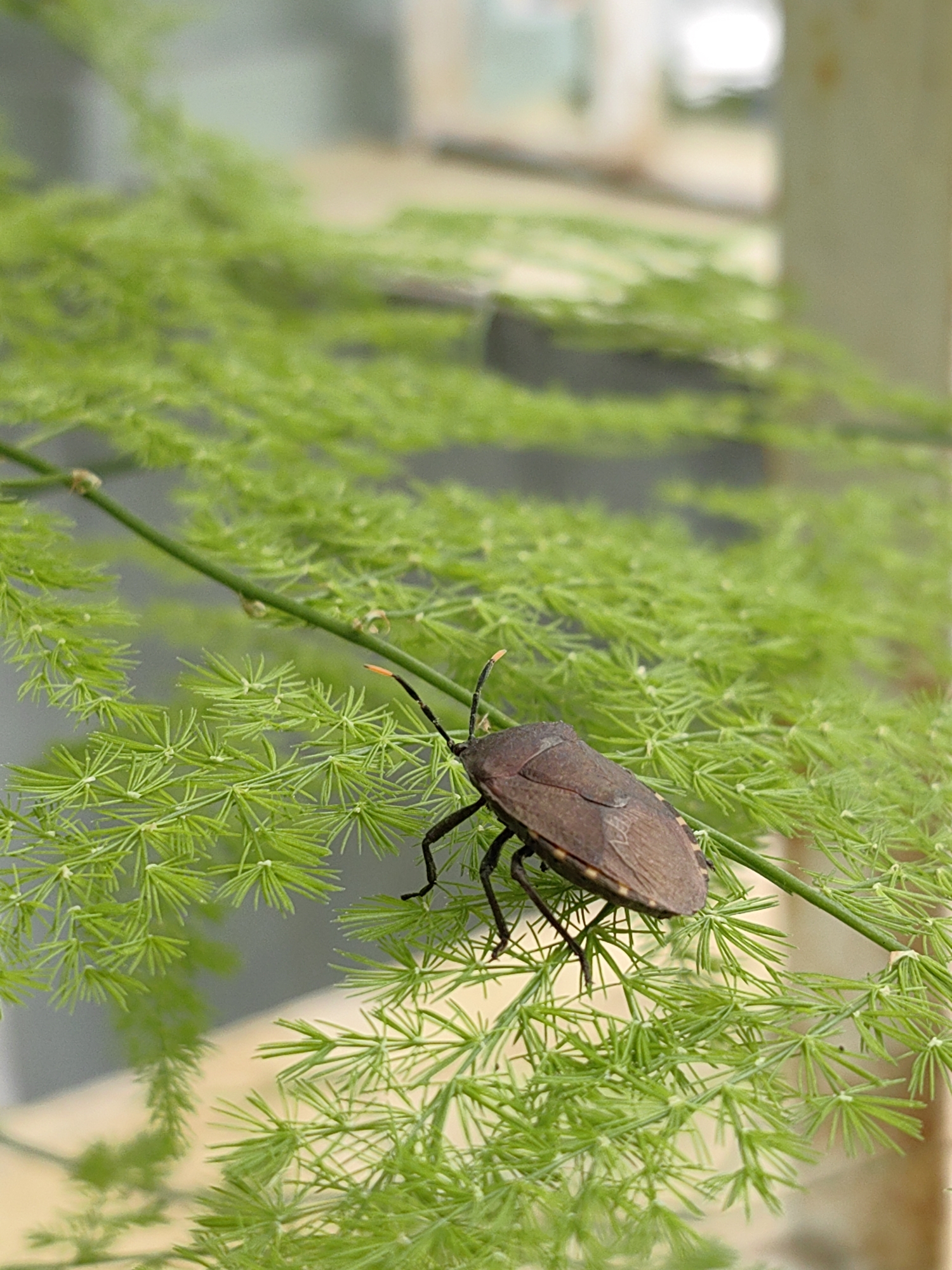 The image shows a brown stink bug perched on a bright green asparagus fern. The bug has visible legs and antennae, the tips of which are orange. The background is blurry, but suggests an outdoor setting, possibly in Bai Chay Ward, Vietnam, though specific city details are indiscernible. The fern's delicate, needle-like leaves are in sharp focus around the bug, while the background is out of focus.