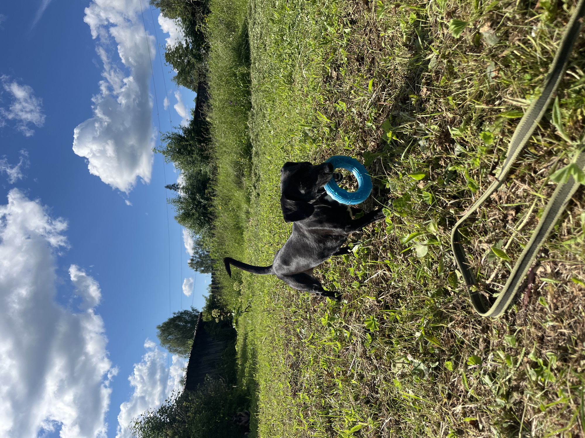 A black dog is playing with a blue ring toy in a grassy field under a bright blue sky with white clouds. The dog is in the center of the frame, holding the toy in its mouth. The dog's tail is curved upwards. The grass is green and appears to have been recently mowed in some areas. In the background, there are trees and a dark wooden fence. A green leash is visible in the foreground, extending out of frame to the right. The sun is shining brightly, suggesting it is daytime. The scene appears to be a rural or semi-rural outdoor setting, possibly a backyard or park. The overall mood seems playful and energetic, with the dog clearly enjoying its toy. The image orientation is landscape, but the content is rotated as if it were portrait. The location context of Nizhny Tagil, Russia, does not provide any specific visual cues within the image itself. There is no visible text in the image.
