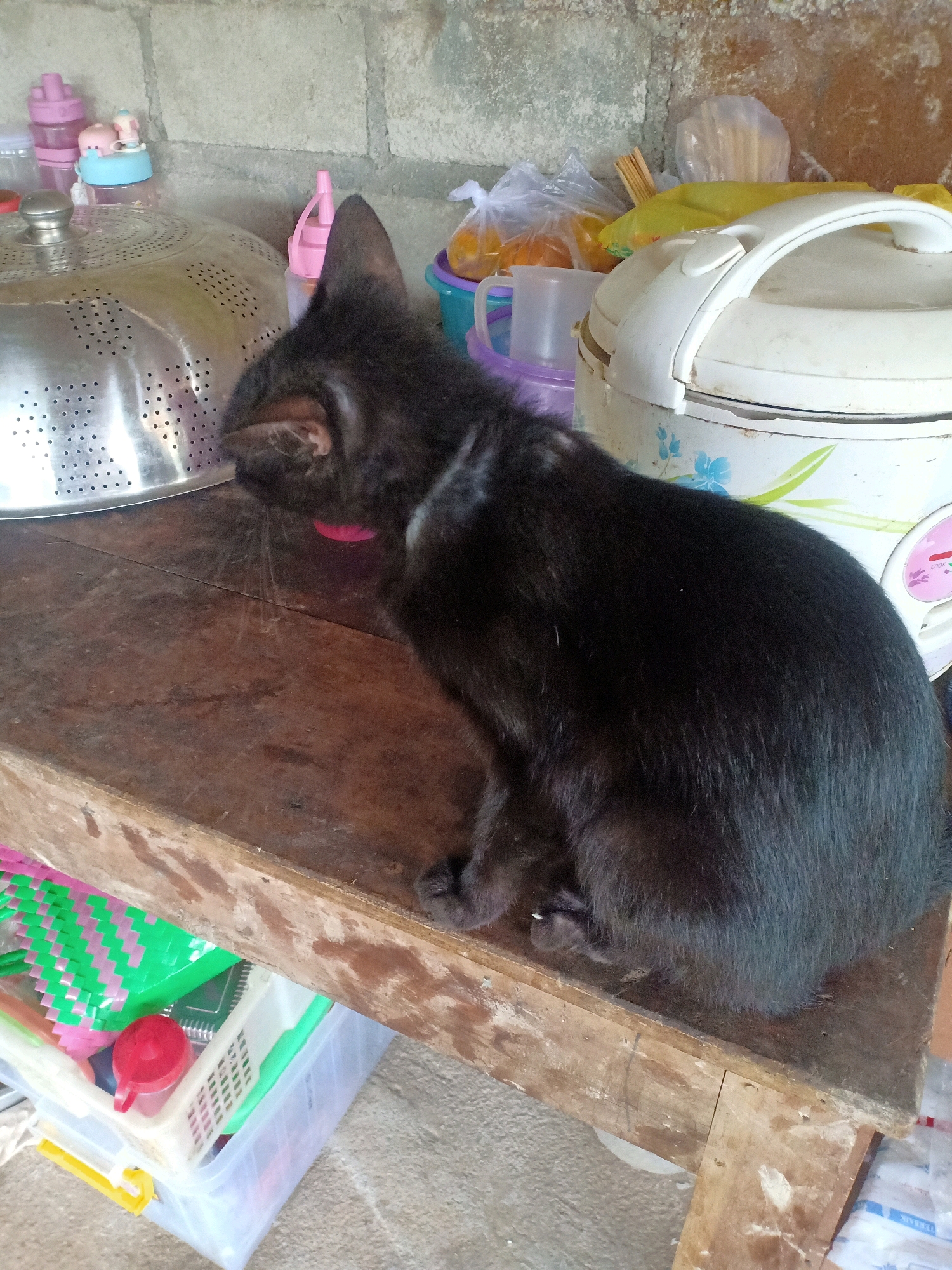 A black cat with a pink collar sits on a rough wooden surface, facing left. The background consists of a concrete block wall and various household items including a rice cooker, a metal colander, and plastic containers filled with colorful items. The scene appears to be in an outdoor or semi-outdoor setting, possibly a kitchen area, in the village of Tasikhargo, Indonesia.