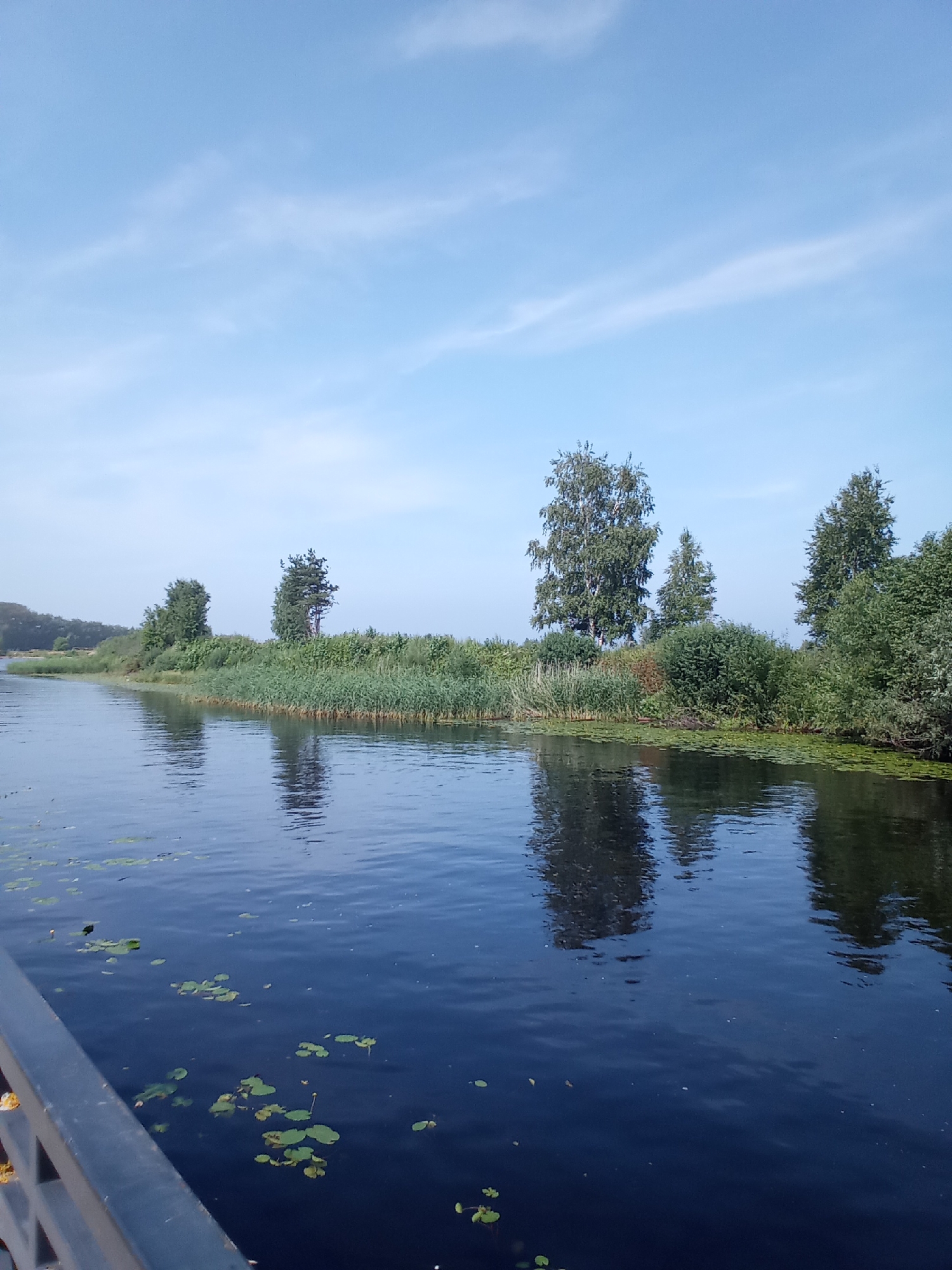 The image shows a body of water with a lush green shoreline on the right. The water is dark blue and reflects the trees and sky. Lily pads are visible on the surface of the water. The sky is a pale blue with a few wispy clouds. The shoreline is densely vegetated with various types of trees and shrubs, including tall deciduous trees and shorter bushes. In the distance, more trees can be seen. The overall scene is tranquil and natural, suggesting a peaceful outdoor setting. The image is taken from a low angle, possibly from a boat or a pier.