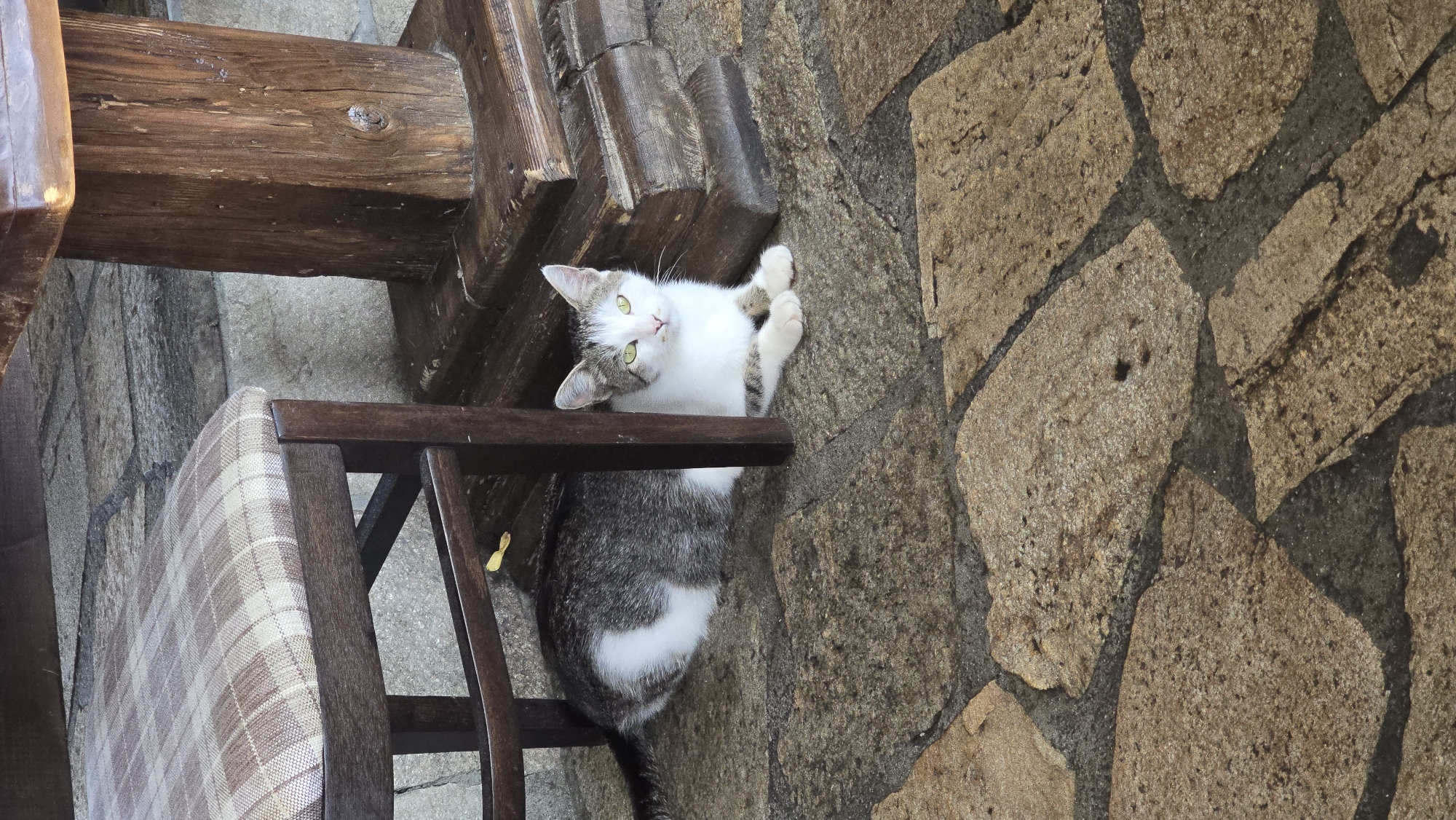 A medium shot shows a tabby and white cat resting on a stone-tiled floor in Krasnovo, Bulgaria. The cat is positioned to the left of the frame, partially under a wooden chair with a checkered seat. Its body is mostly white with grey tabby markings on its back and tail. The cat's paws are tucked neatly beneath its chest, and its green eyes are looking directly at the camera. To the right of the cat, a large, weathered wooden table leg with ornate detailing is visible. The stone tiles on the ground are irregular in shape and color, creating a rustic texture. The lighting appears to be natural daylight, casting soft shadows.