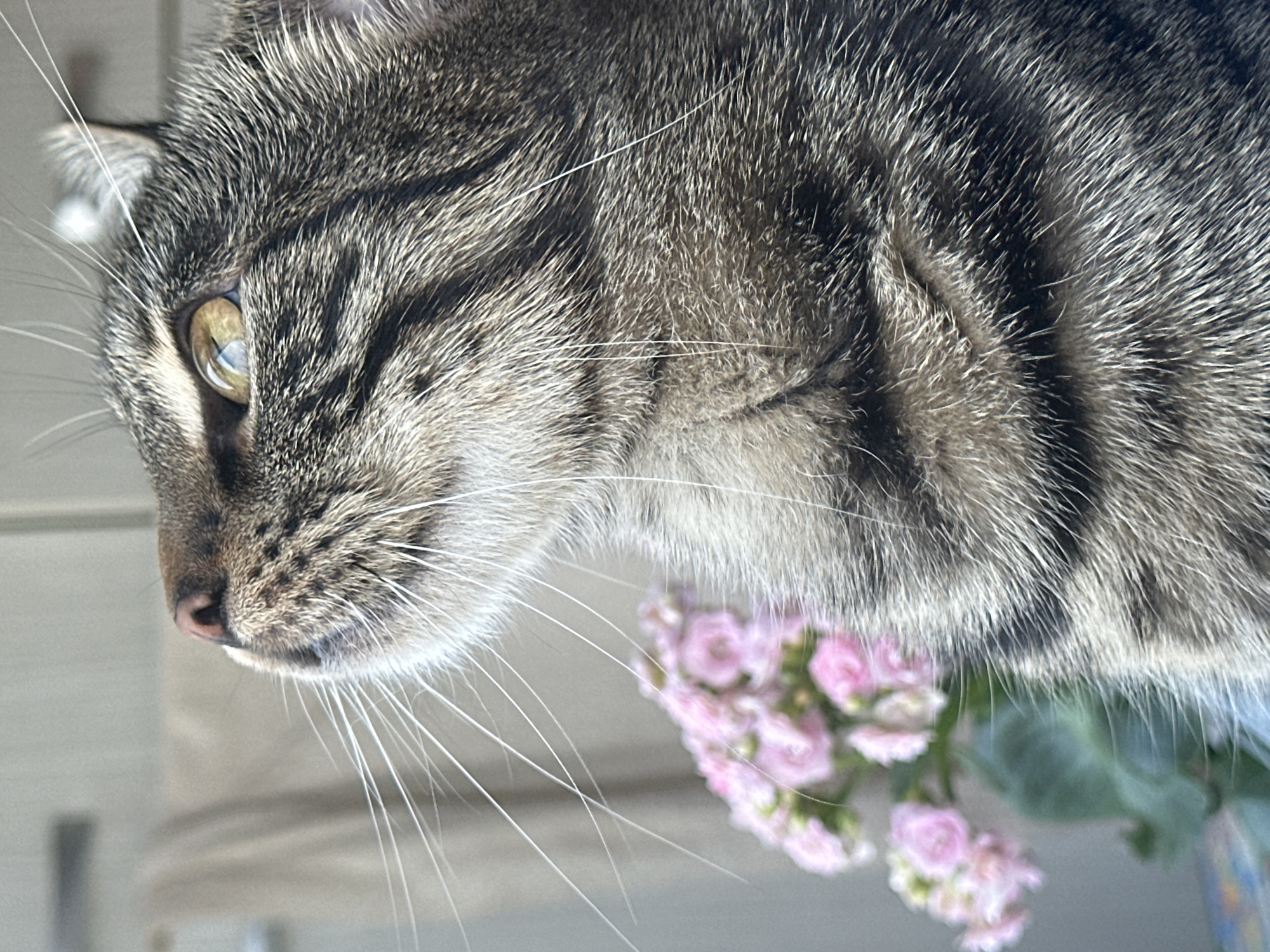 The image is a close-up, vertical shot of a tabby cat's face, looking upwards. The cat has brown and black striped fur. Its left eye, a golden-brown color, is visible and reflects light. The cat's nose is a pinkish-brown color, and it has long, white whiskers. In the background, slightly out of focus, is a cluster of small pink flowers. The overall lighting suggests it is daytime. The location in the city of Sofia, Bulgaria is not discernible from the image.